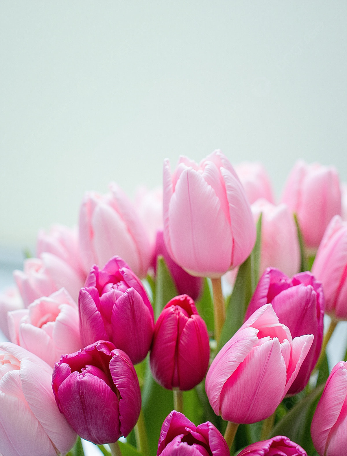 1200x1575 Tulip Background, Photo, and Wallpaper for Free Download