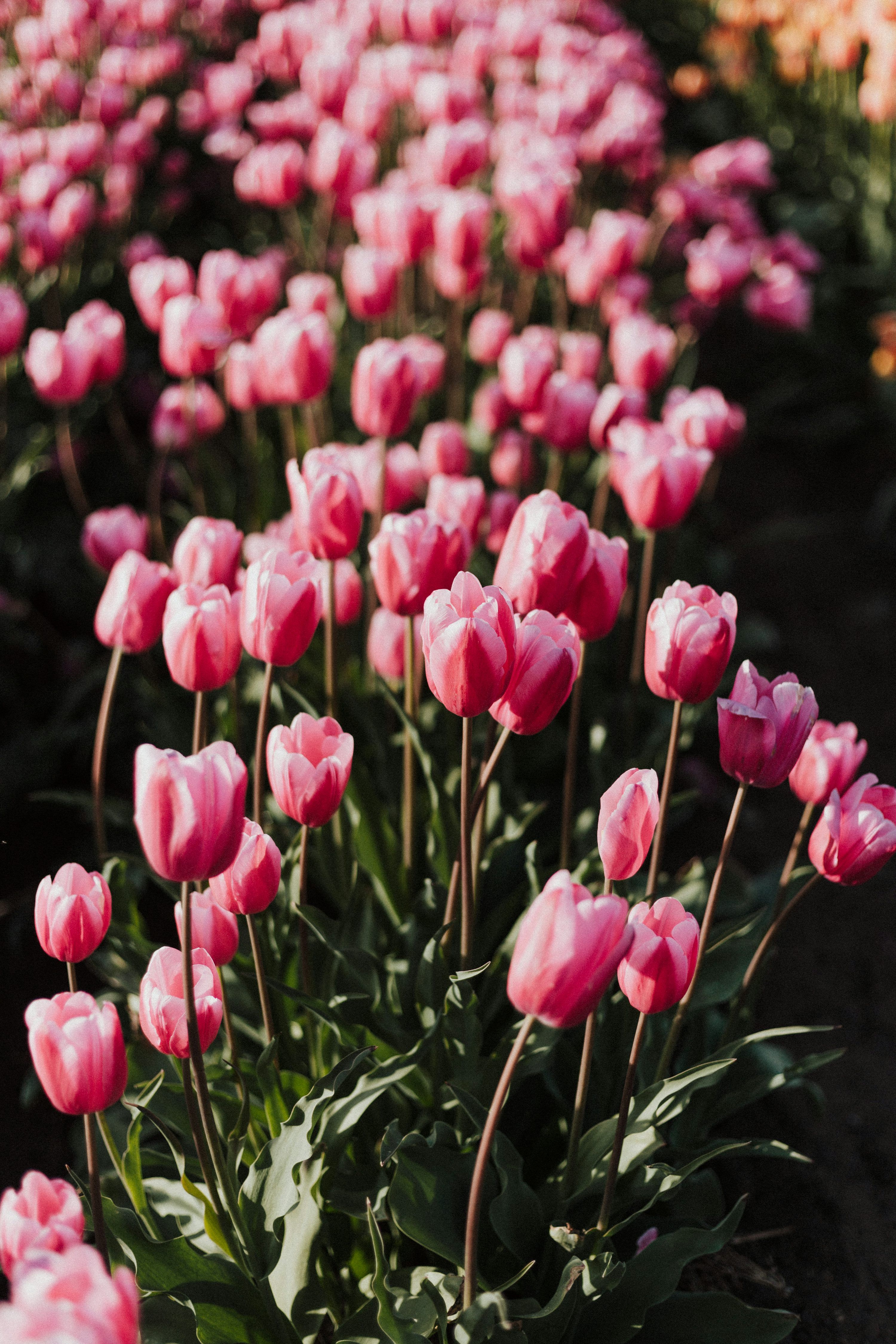 3000x4500 Pink tulips photo