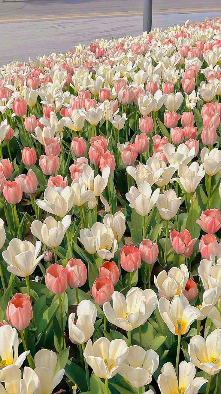 736x1310 tulip