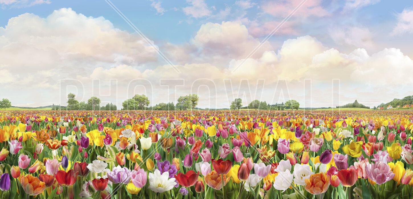 1450x699 Tulips Field