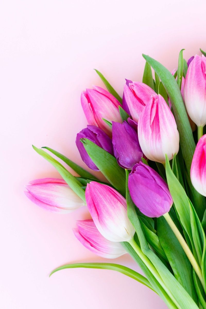 800x1200 Pink Tulips