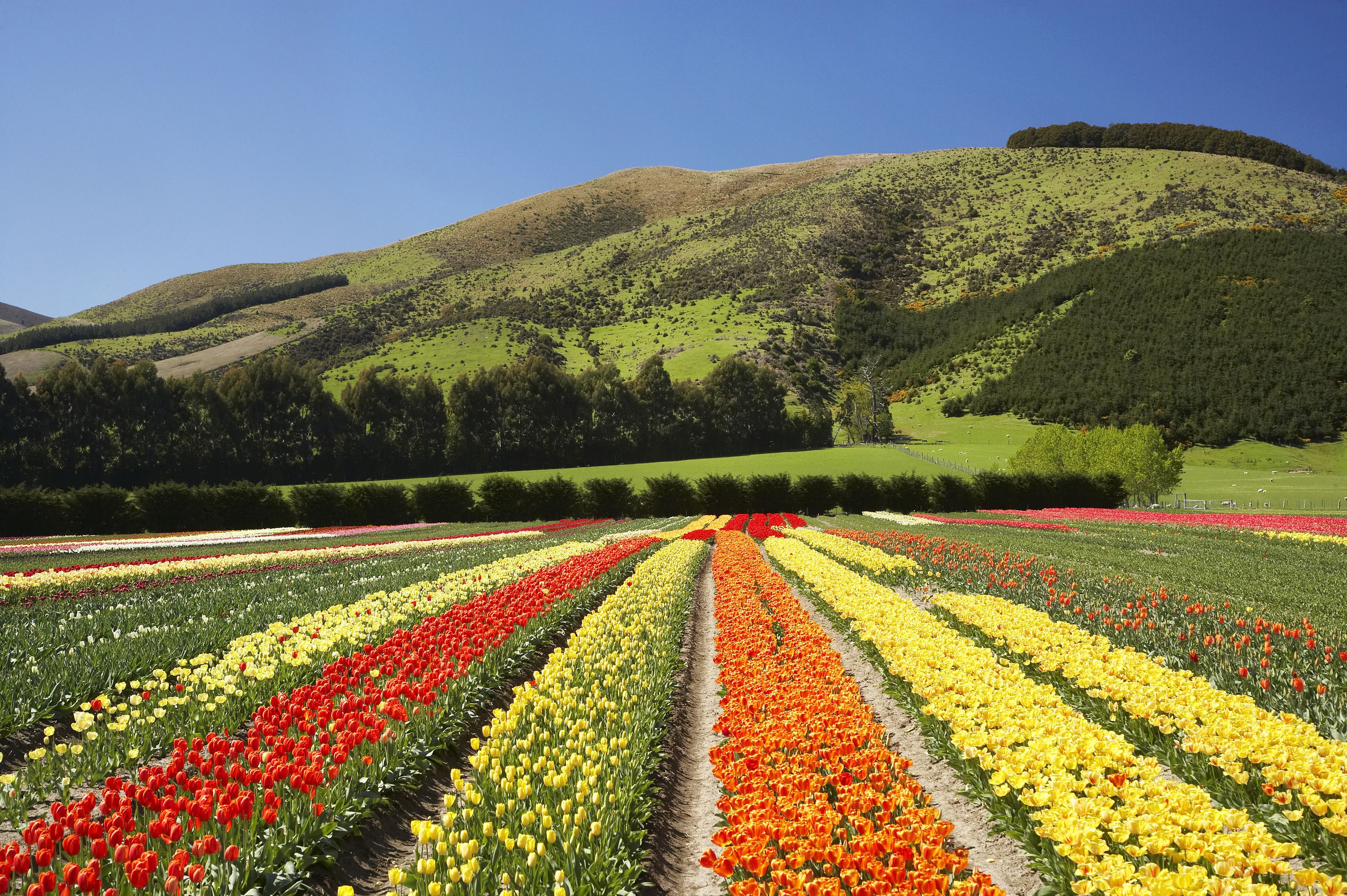 3200x2128 Tulip Gardens Wall Mural