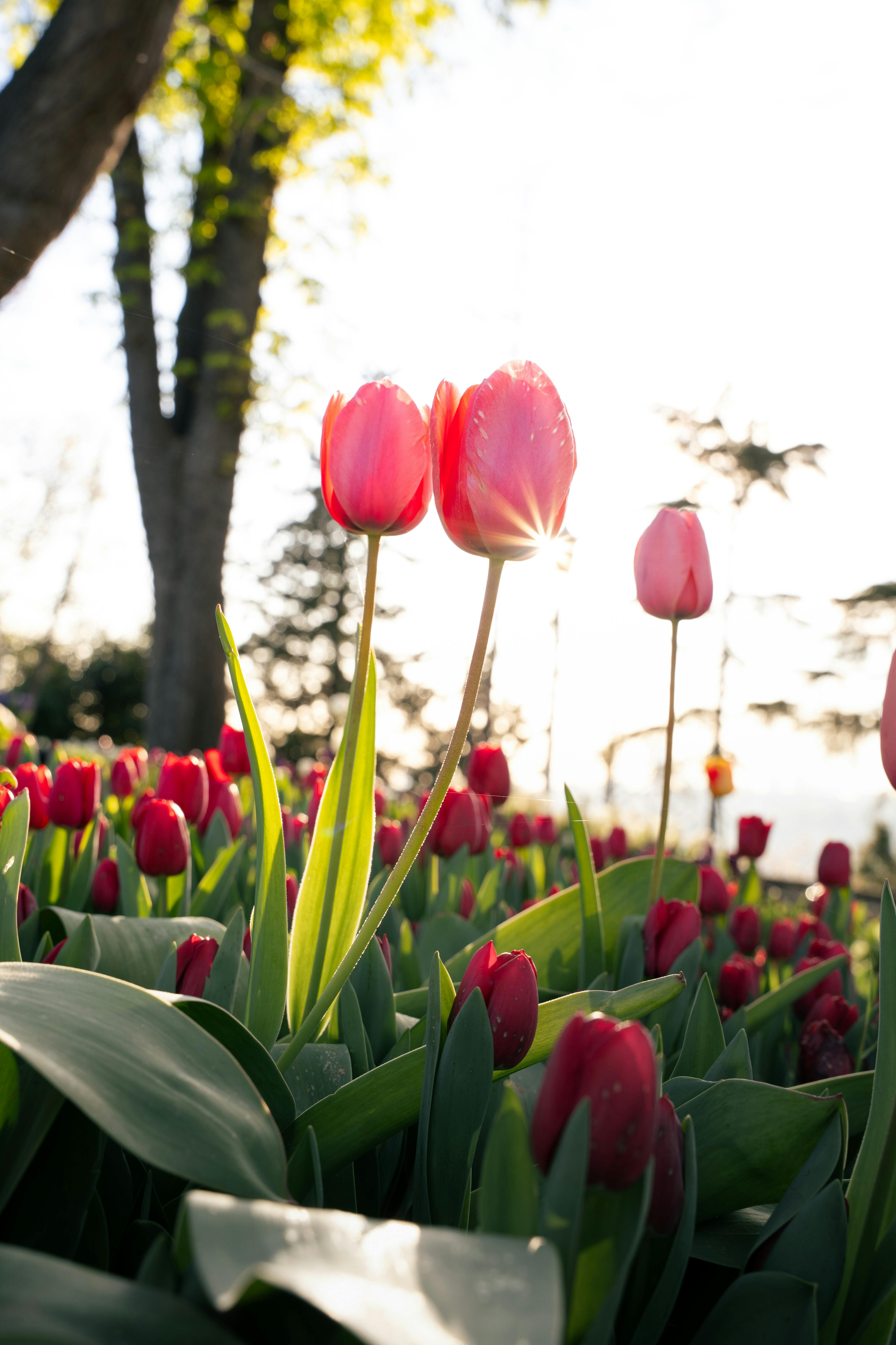 4000x6000 Blooming Red Tulips in İstanbul Garden · Free