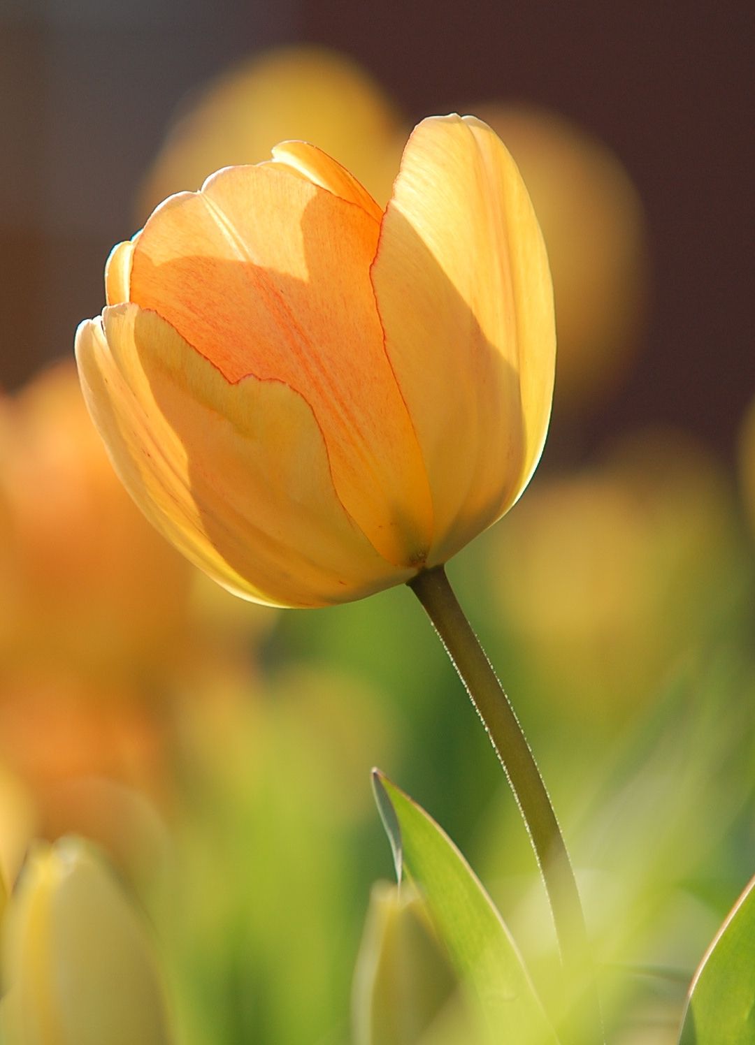 1080x1496 Tulips At Sunrise iPhone Wallpaper