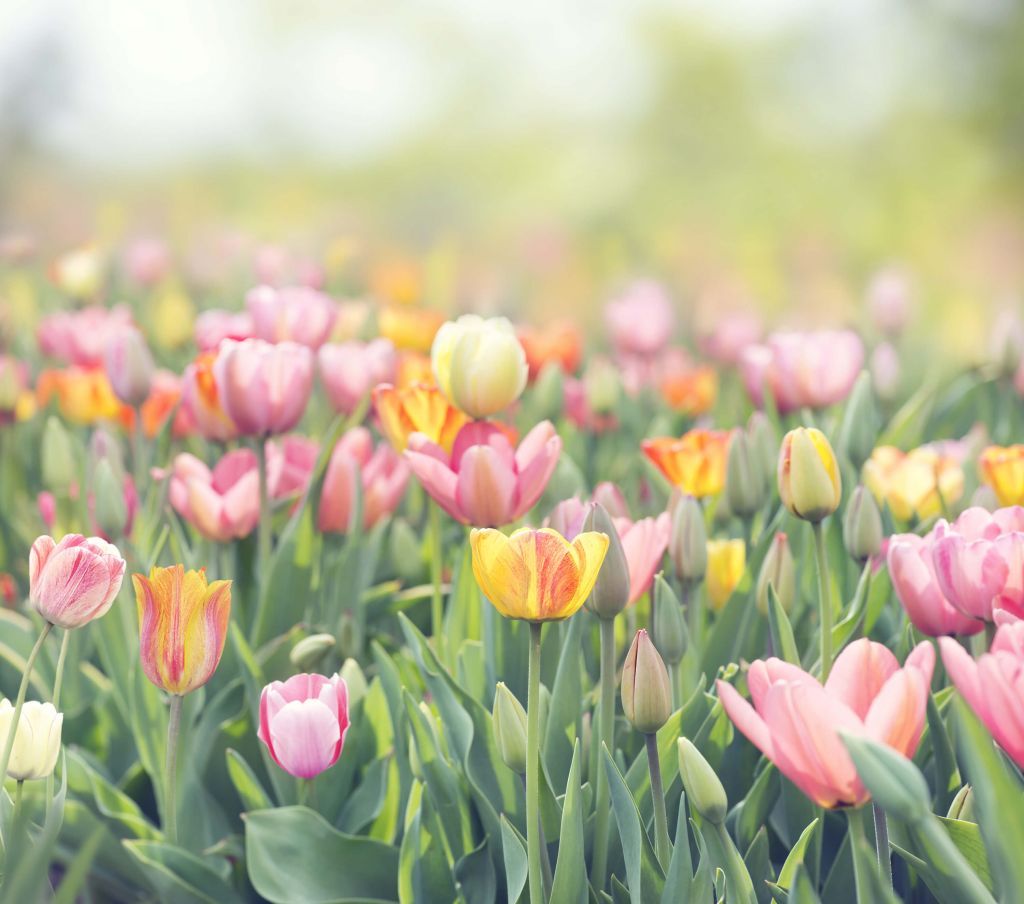 1024x904 Tulip Wallpaper. Shop wallpaper with tulips online