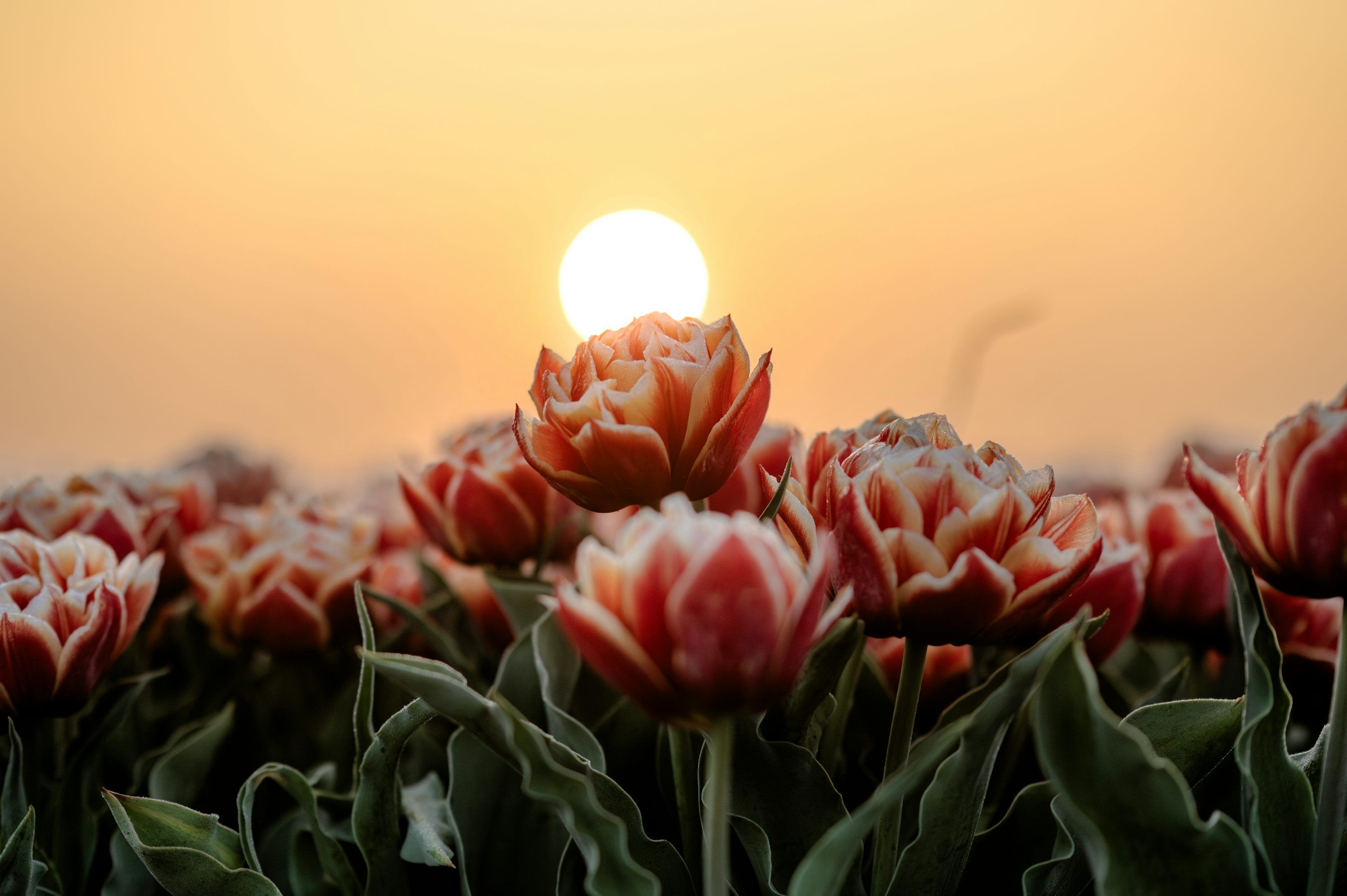 3000x1996 Tulips bloom at sunset. photo