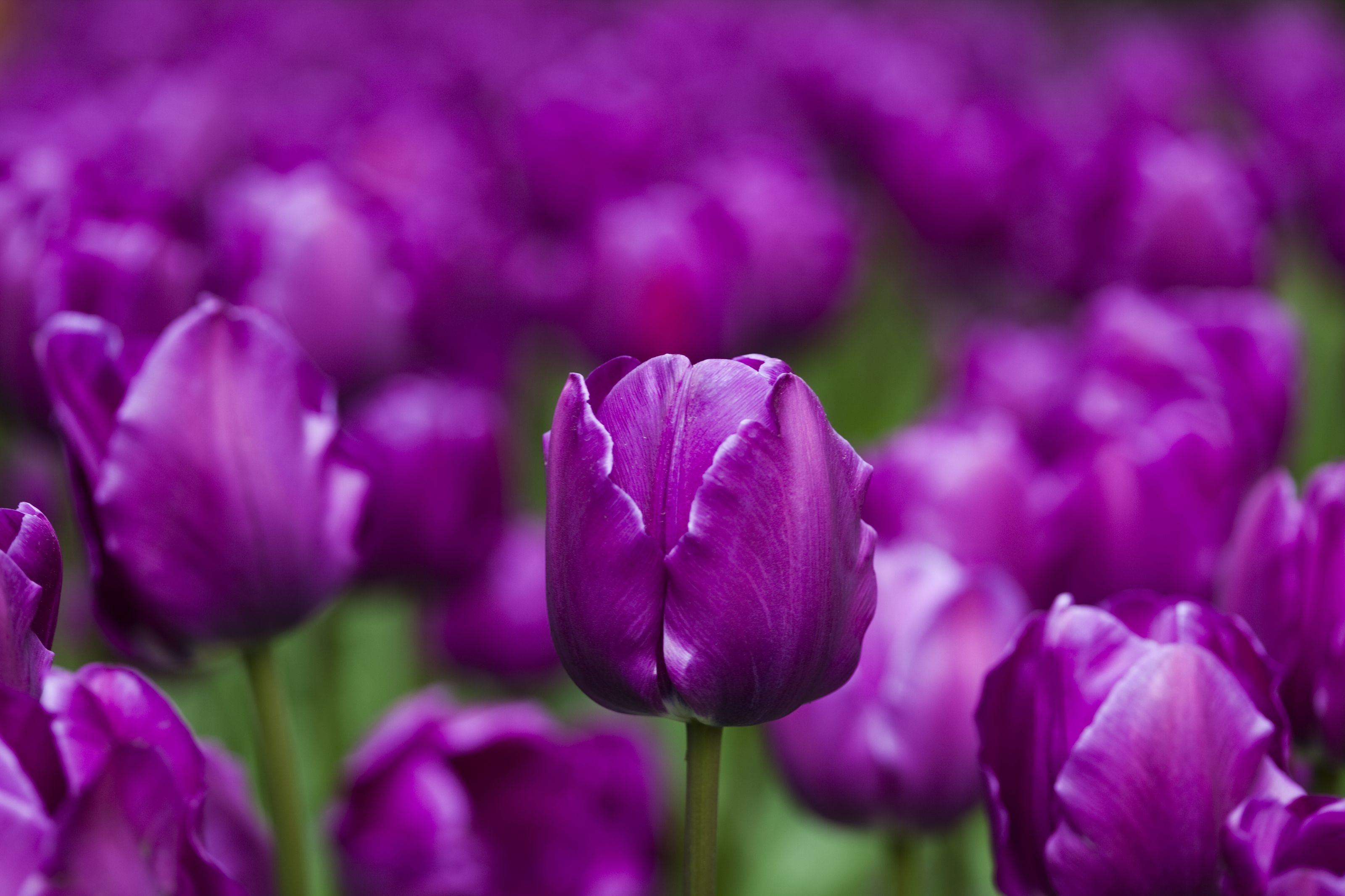 3200x2133 Purple Tulips Wall Mural