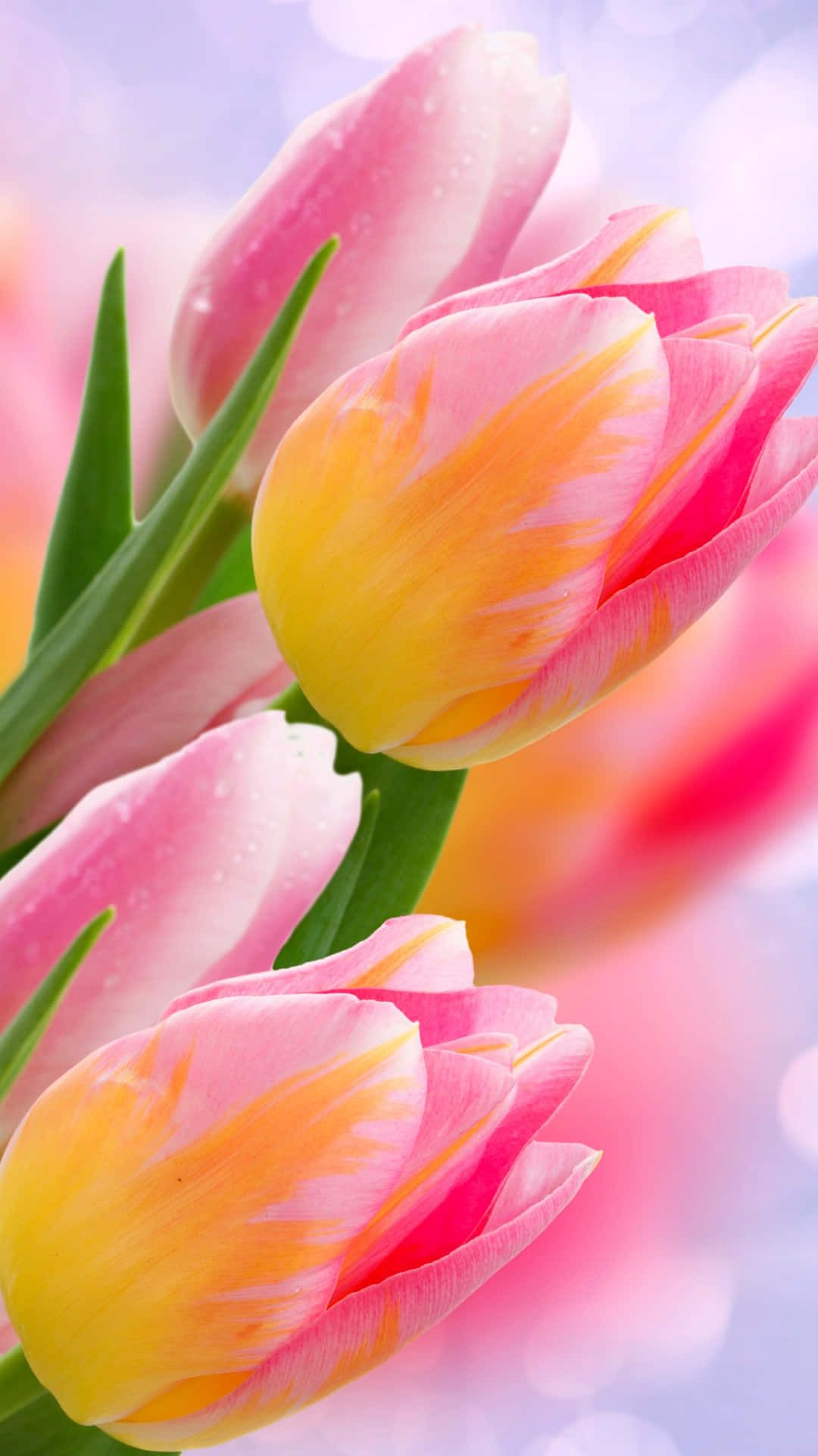 1080x1920 Tulips iPhone Wallpaper
