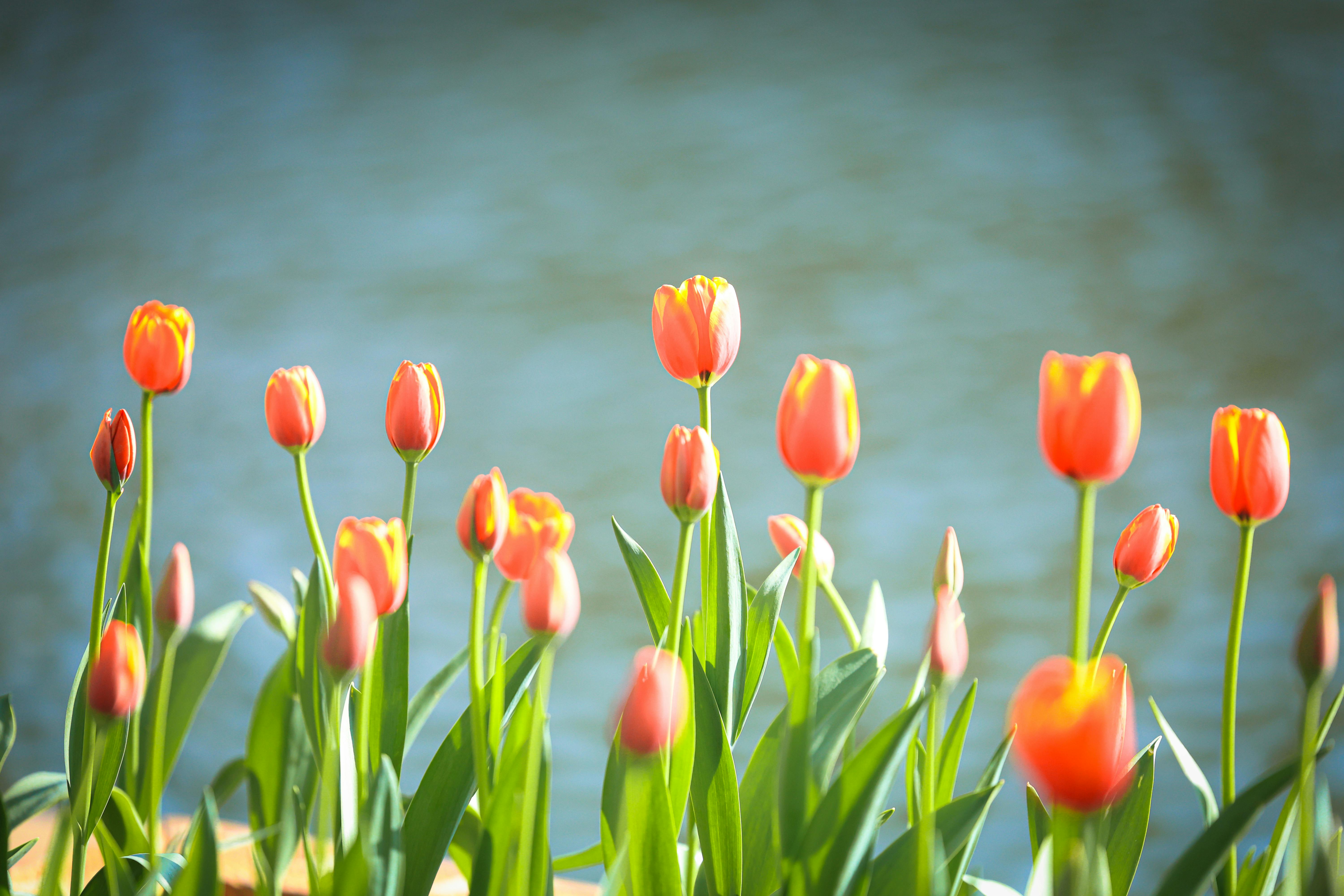 6000x4000 Vibrant Red Tulips by a Serene Lake · Free