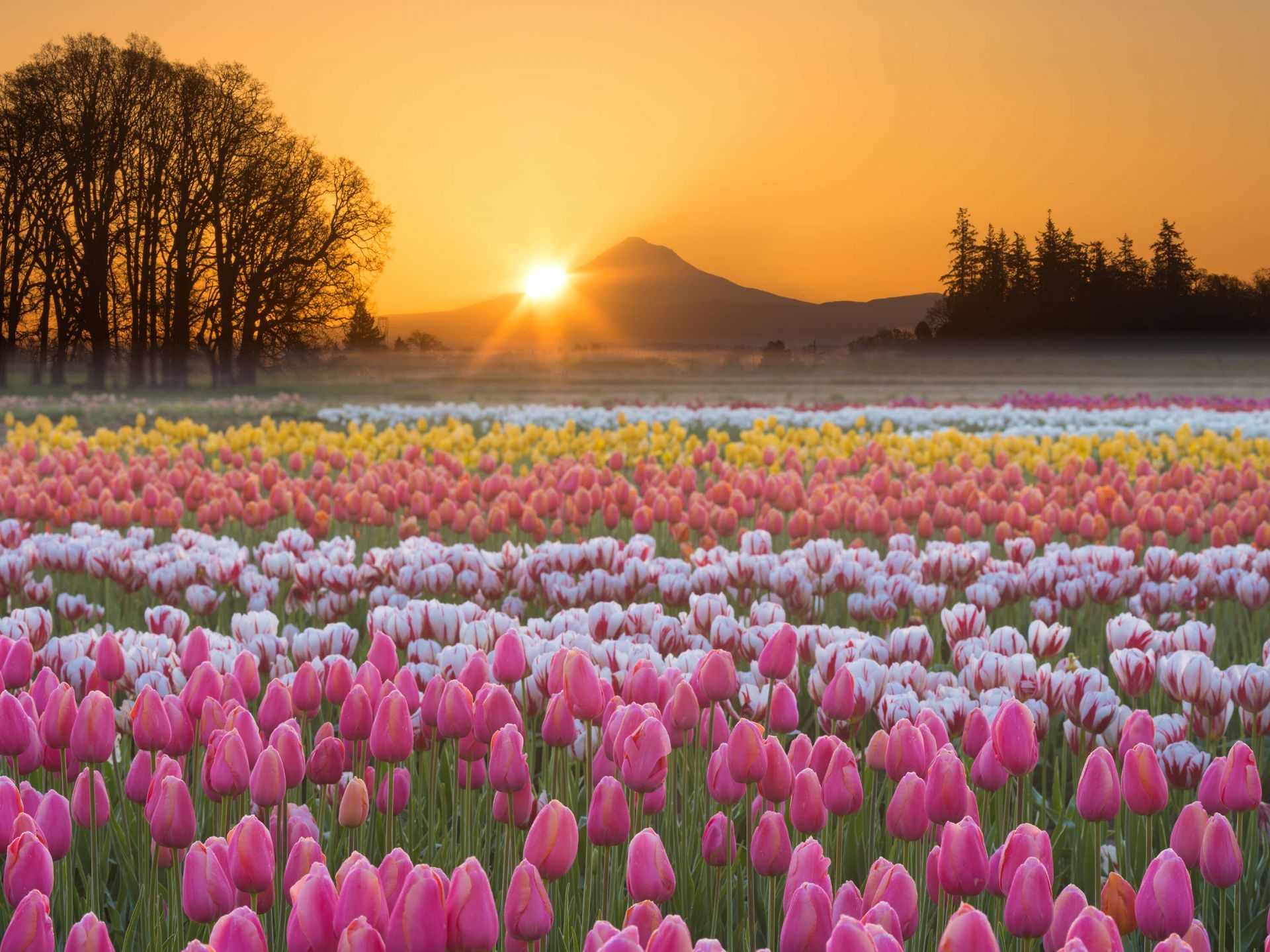 1920x1439 Wallpaper Mural tulip field