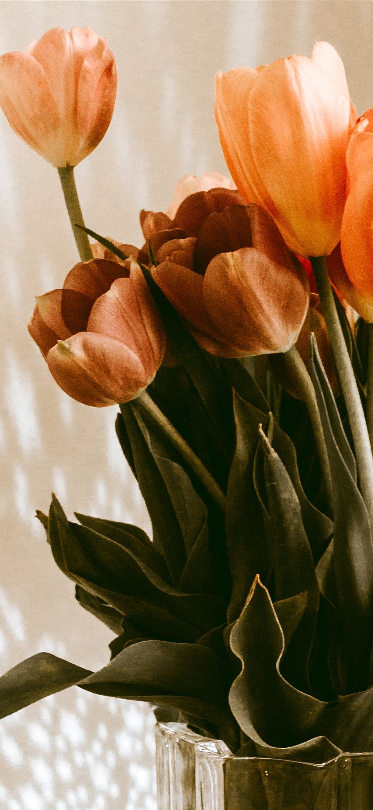 1290x2796 orange tulips flowers in vase iPhone Wallpaper Free Download