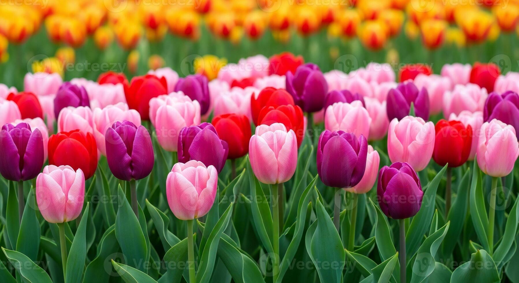 1797x980 Flowers background, Flowers wallpaper, Vibrant field of blooming tulips showcasing shades of pink red and purple with a blurred background of yellow