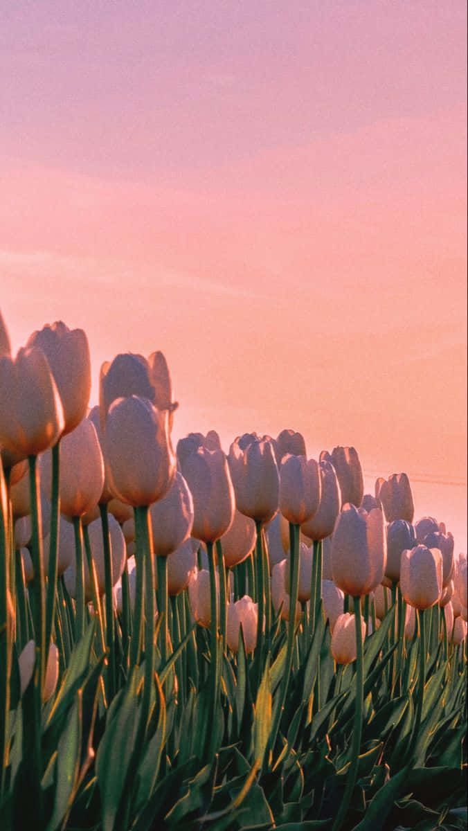 676x1200 Download Sunset_ Tulips_ Aesthetic Wallpaper