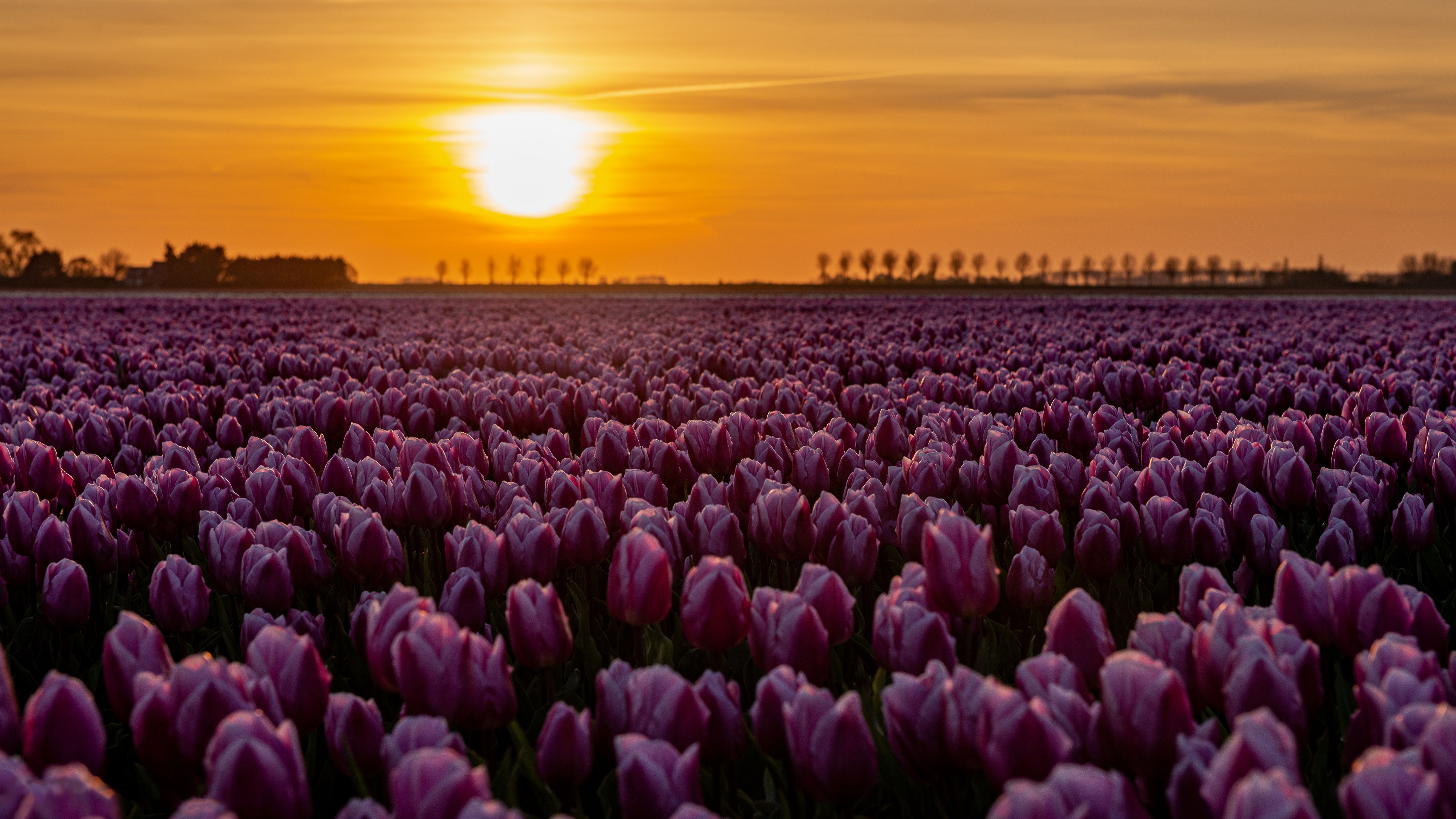 6016x3384 Download Pink Flower Sunset Nature Tulip 4k Ultra HD Wallpaper