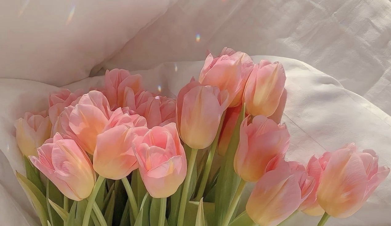 1271x736 Aesthetic Tulips Wallpaper