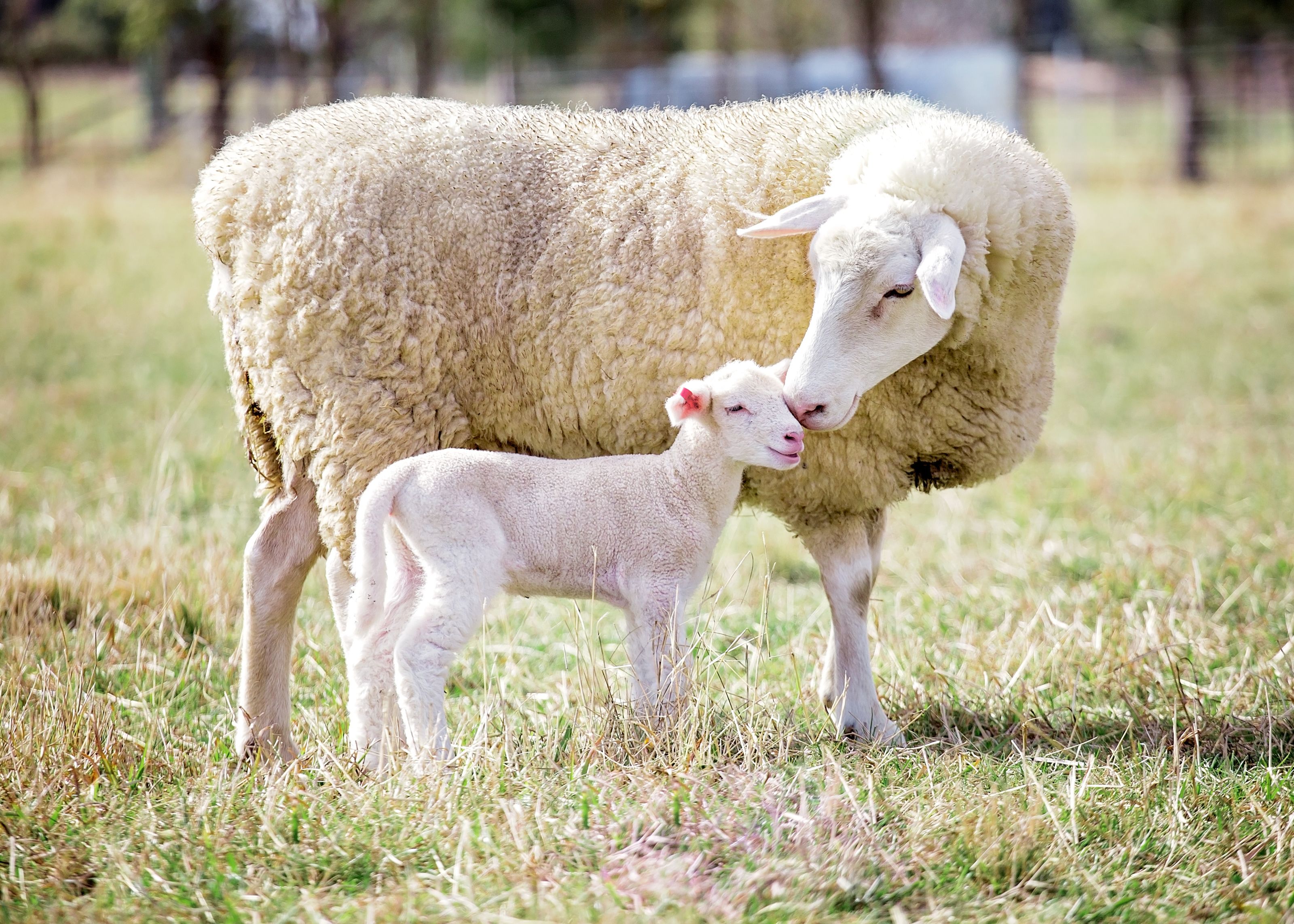 3200x2285 Ewe and Lamb Wall Mural