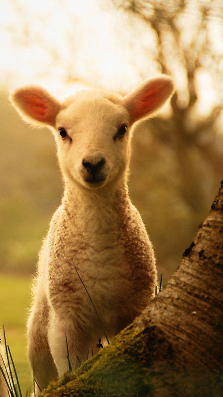736x1308 Lamb Wallpaper