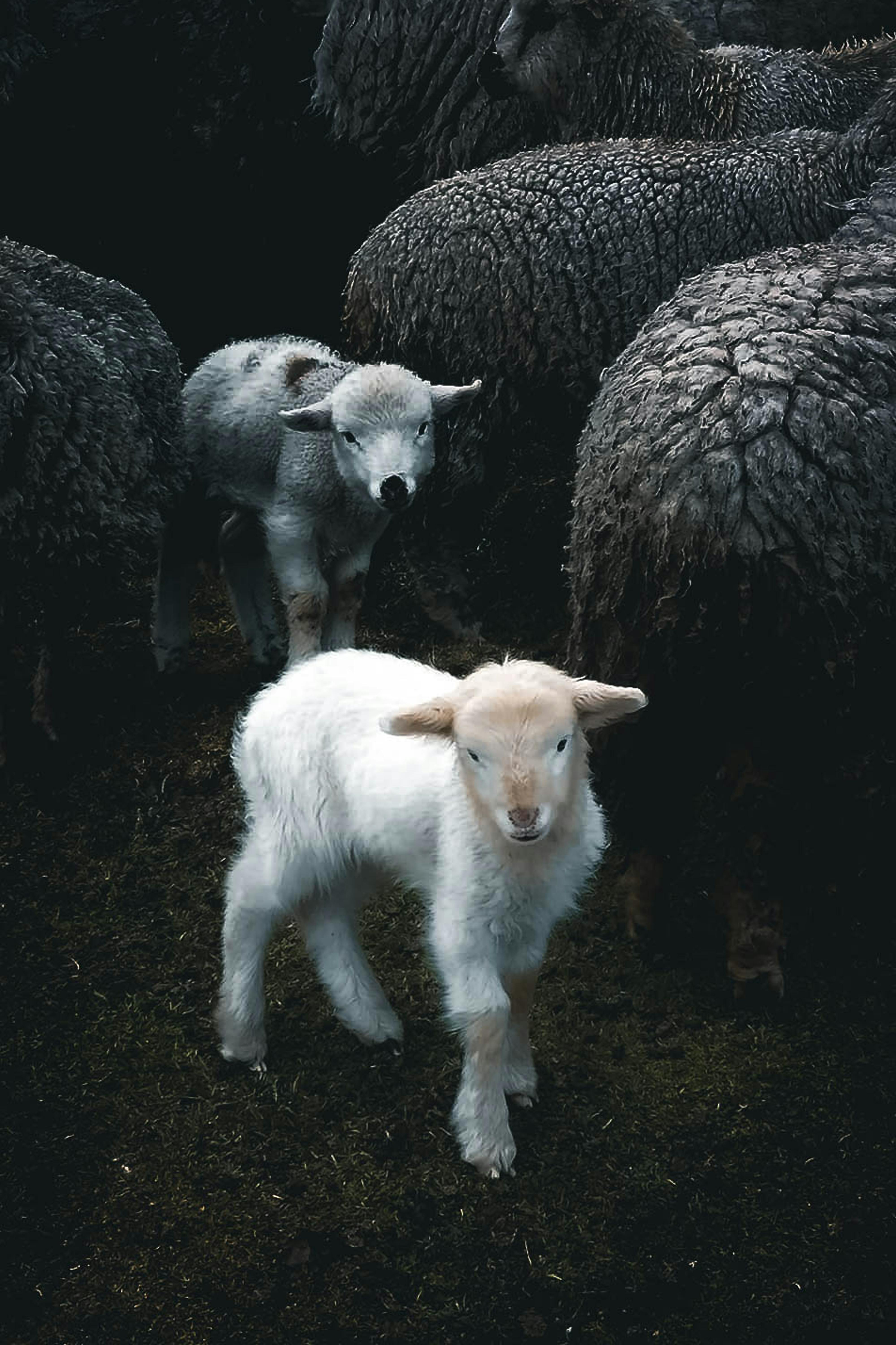 4000x6000 Lambs and Sheep on the Pasture · Free