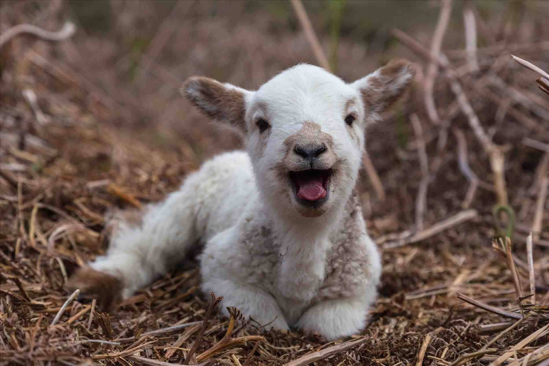 1899x1266 Lamb Wallpaper