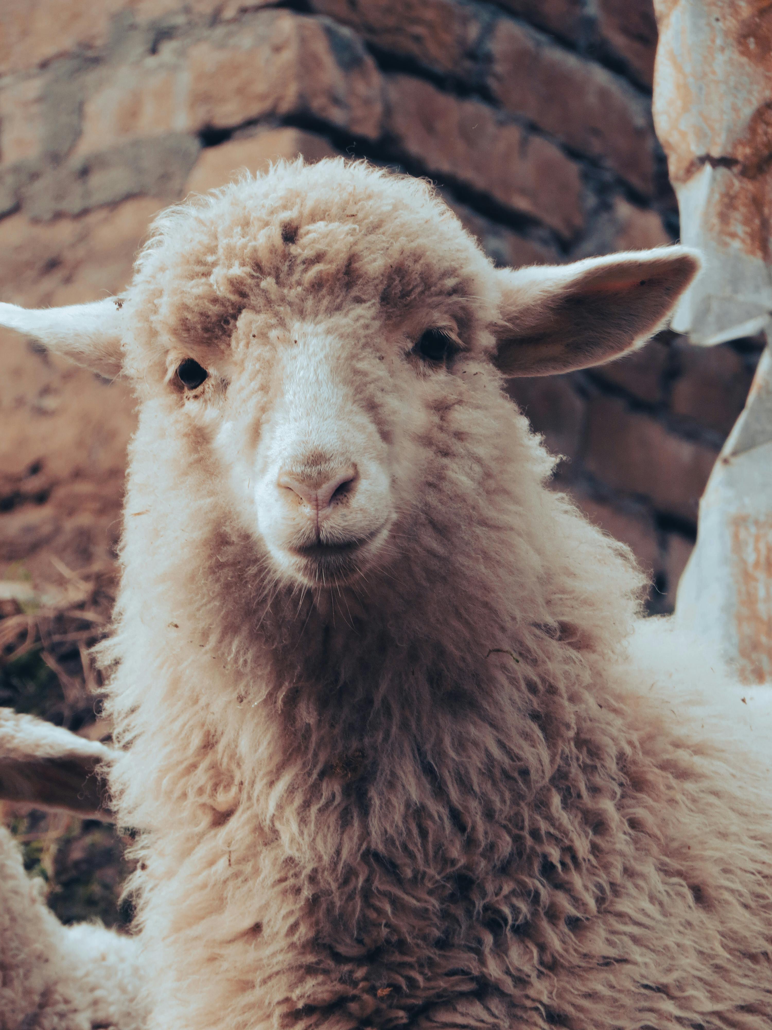 3000x4000 Funny Sheep in Close Up · Free