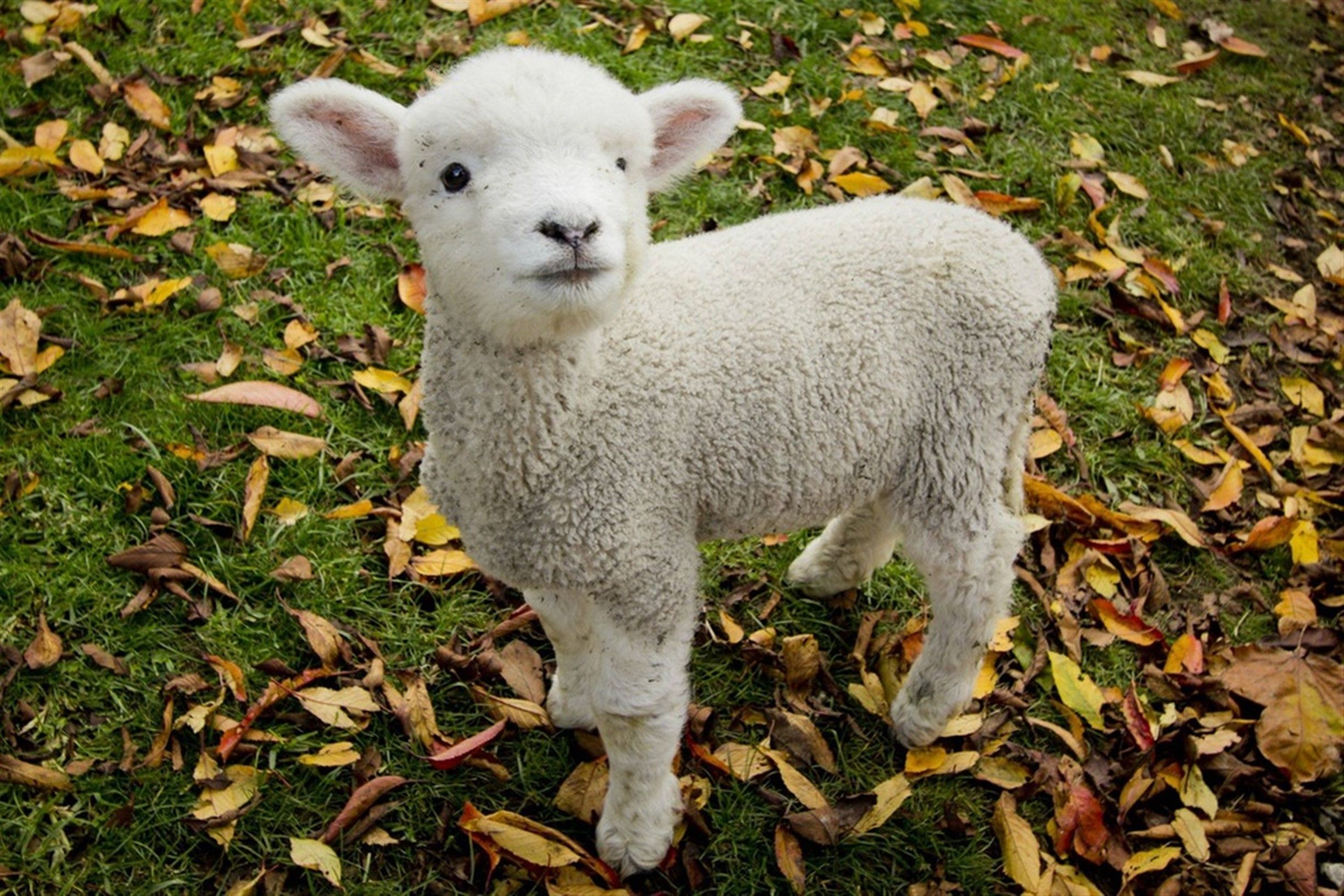 2450x1634 Cute Lambs Wallpaper