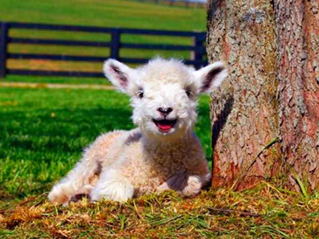 1024x768 Cute Baby Lamb Wallpaper 1 Of Ambit