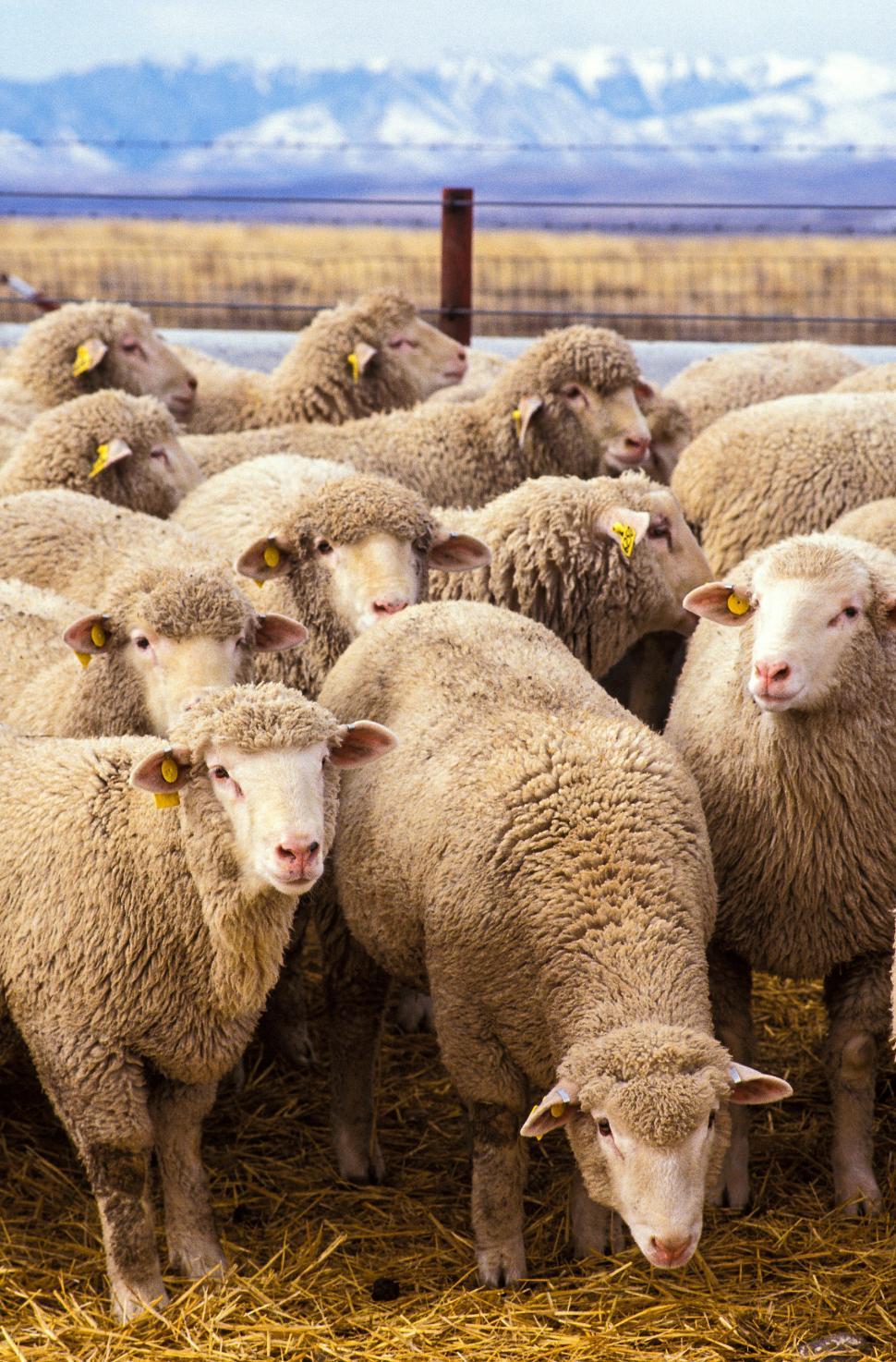 970x1474 Free of Group of Sheep. Download Free Image and Free Illustrations