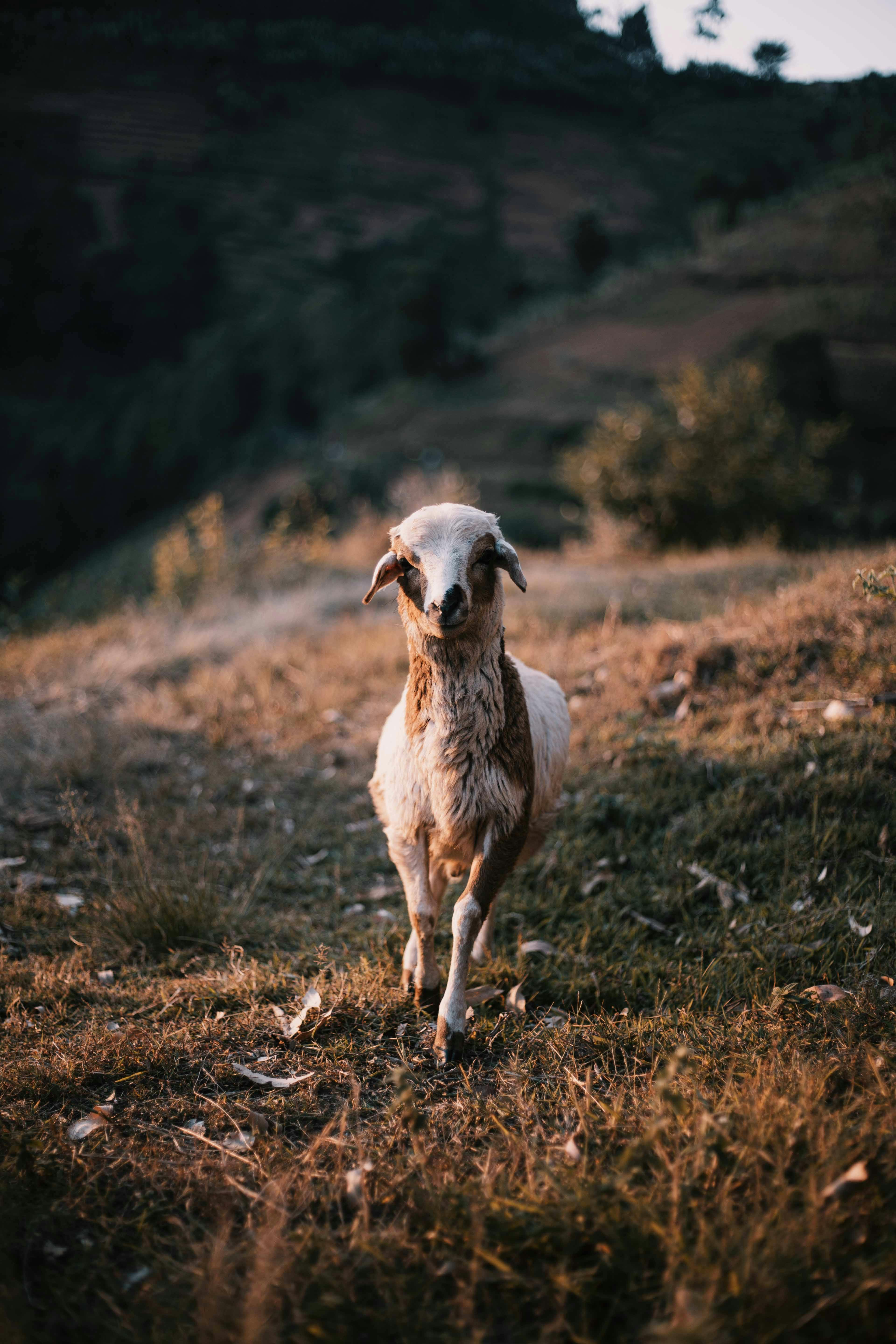 3840x5760 Close up of Lamb on Pasture · Free