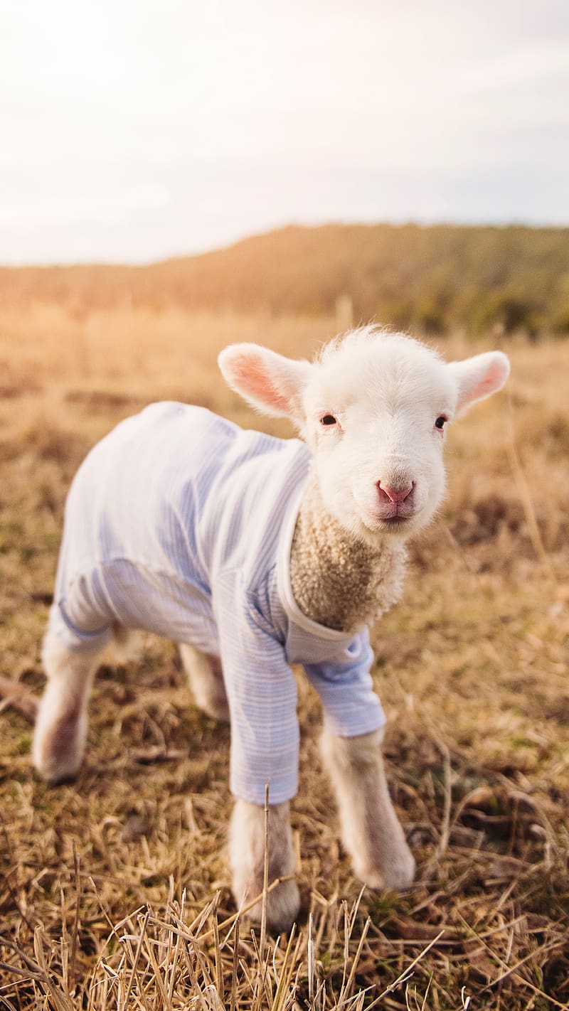 800x1422 Cute Animals Baby Lamb, cute animals, baby, lamb, sheep, sunlight, brown grass, HD phone wallpaper