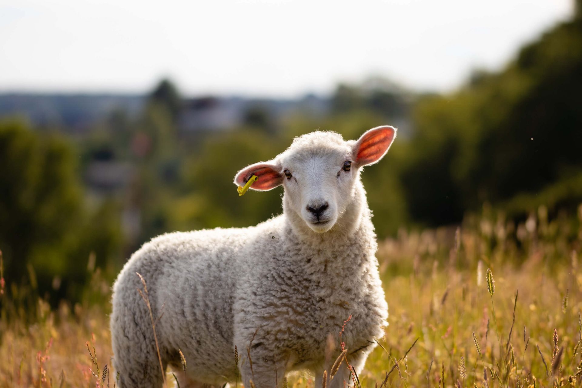 1920x1280 Young sheep