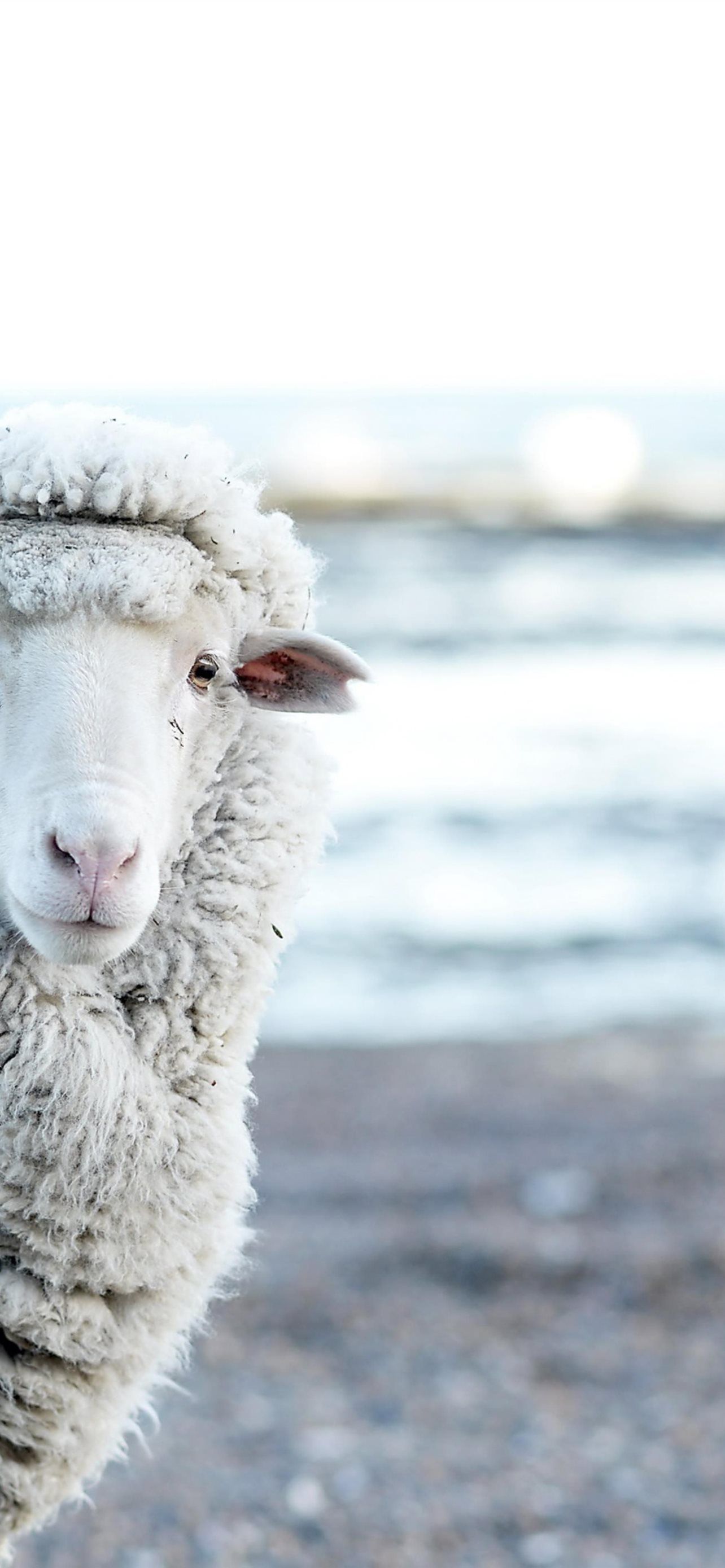 1284x2778 sheep iPhone Wallpaper Free Download