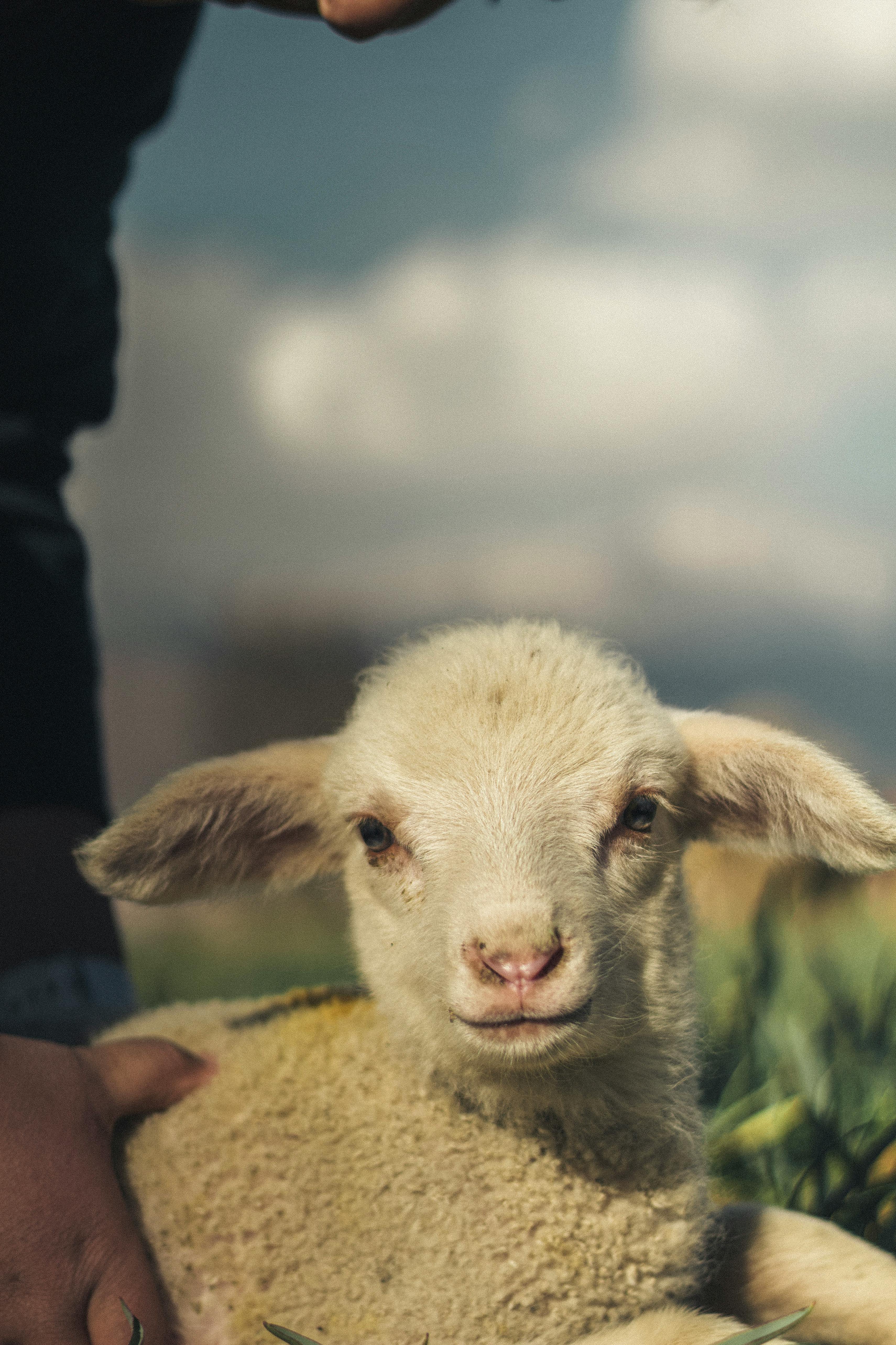 3420x5130 Close Up Of A Baby Lamb In A Pastoral Setting · Free