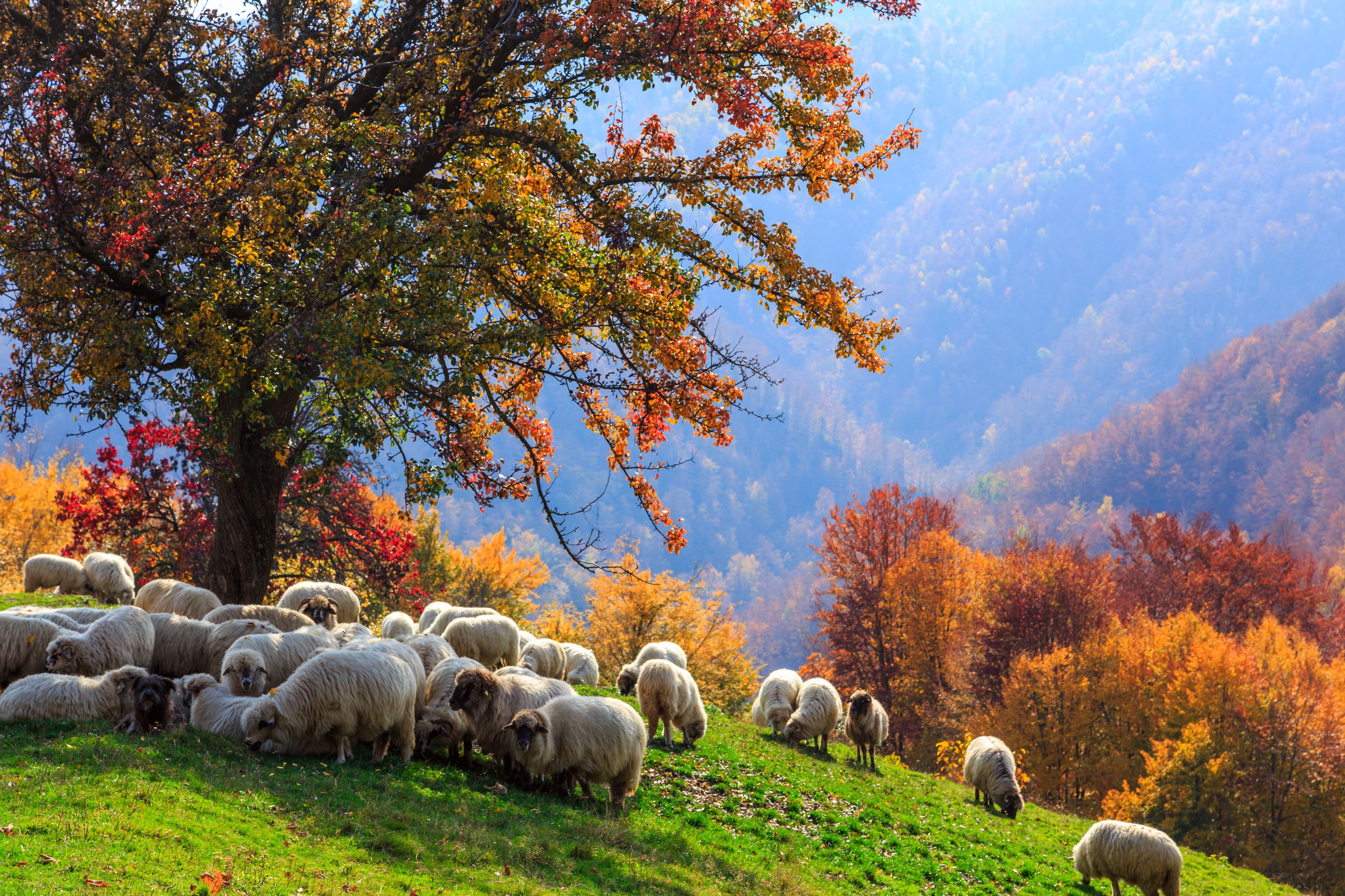3200x2133 Autumn Sheep Mural Your Way