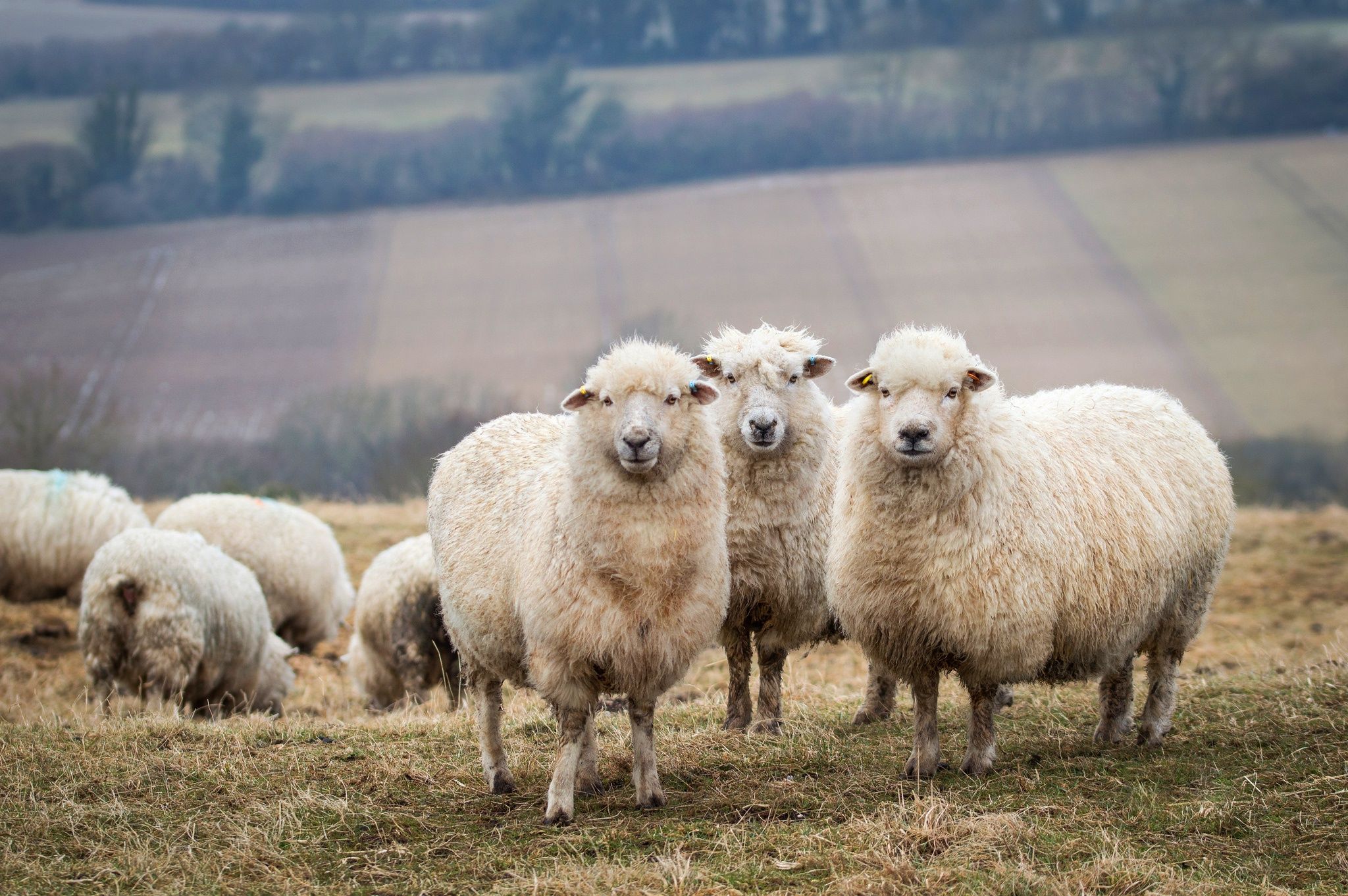 2048x1362 Wallpaper field, background, sheep, RAM, lamb, trio, sheep, the herd for mobile and desktop, section животные, resolution 2048x1362