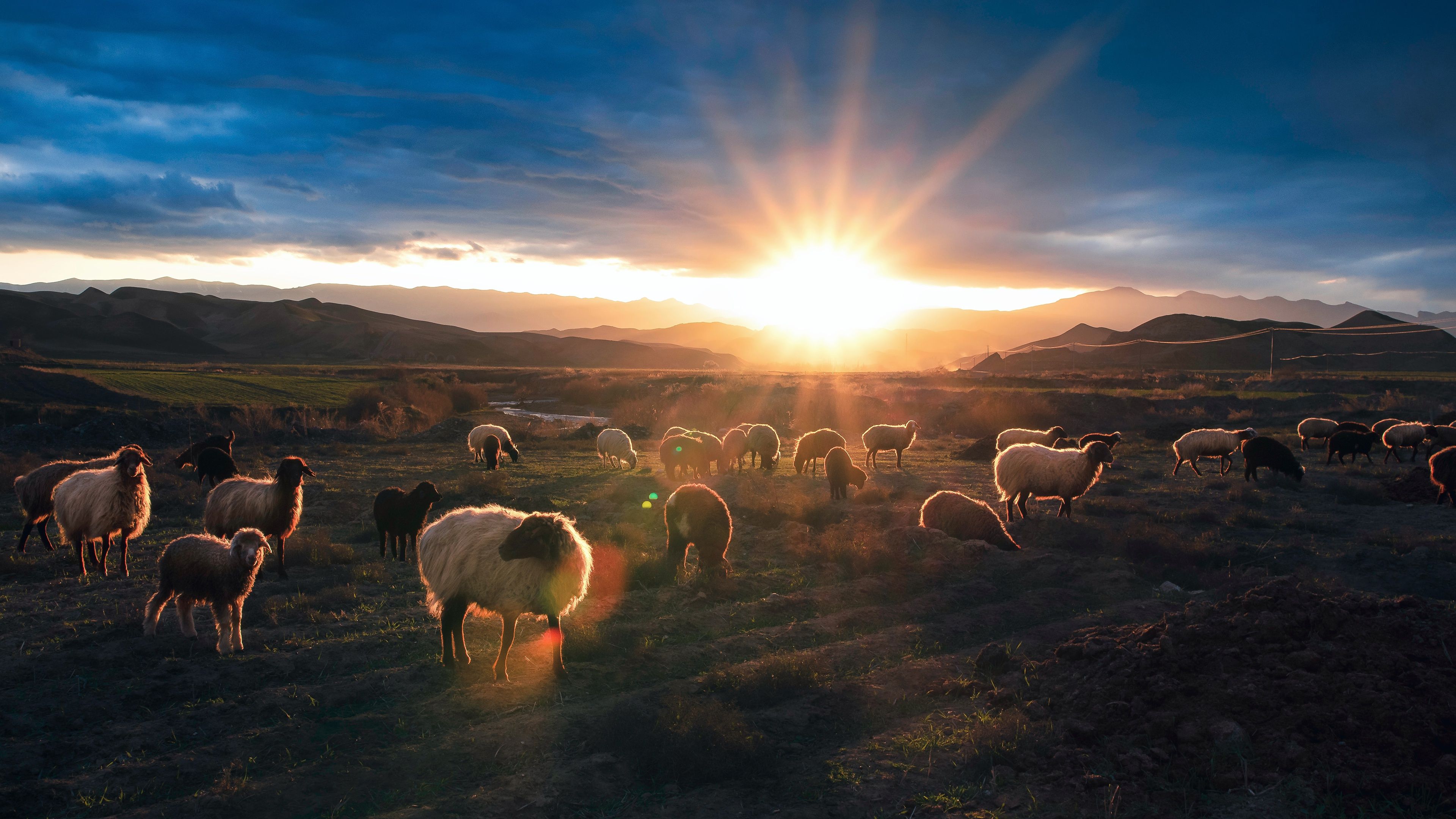 3840x2160 Golden Dawn Flock