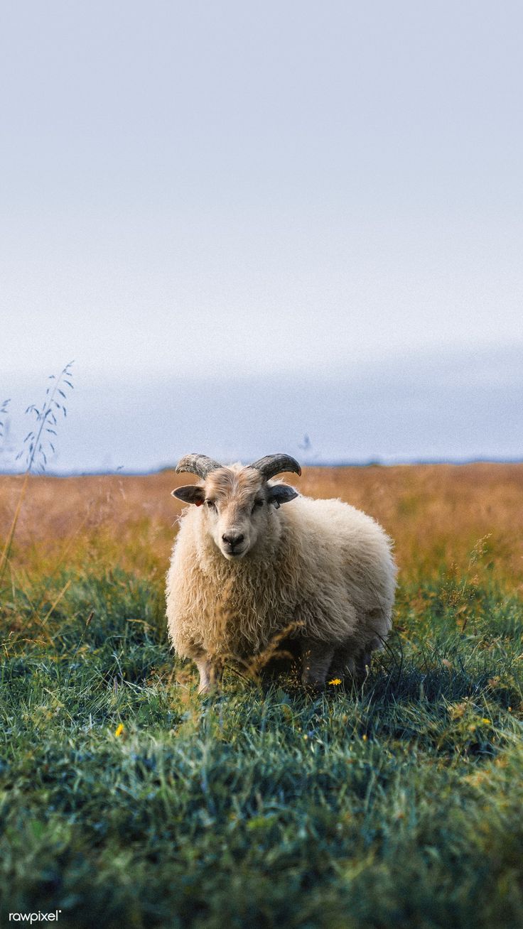 736x1308 Download free image of Scottish sheep standing alone on a field mobile phone wallpaper by Luke Stackpoole about sheep, lamb, iphone wallpaper, mobile wallpaper, and sheep wallpaper iphone 1227108