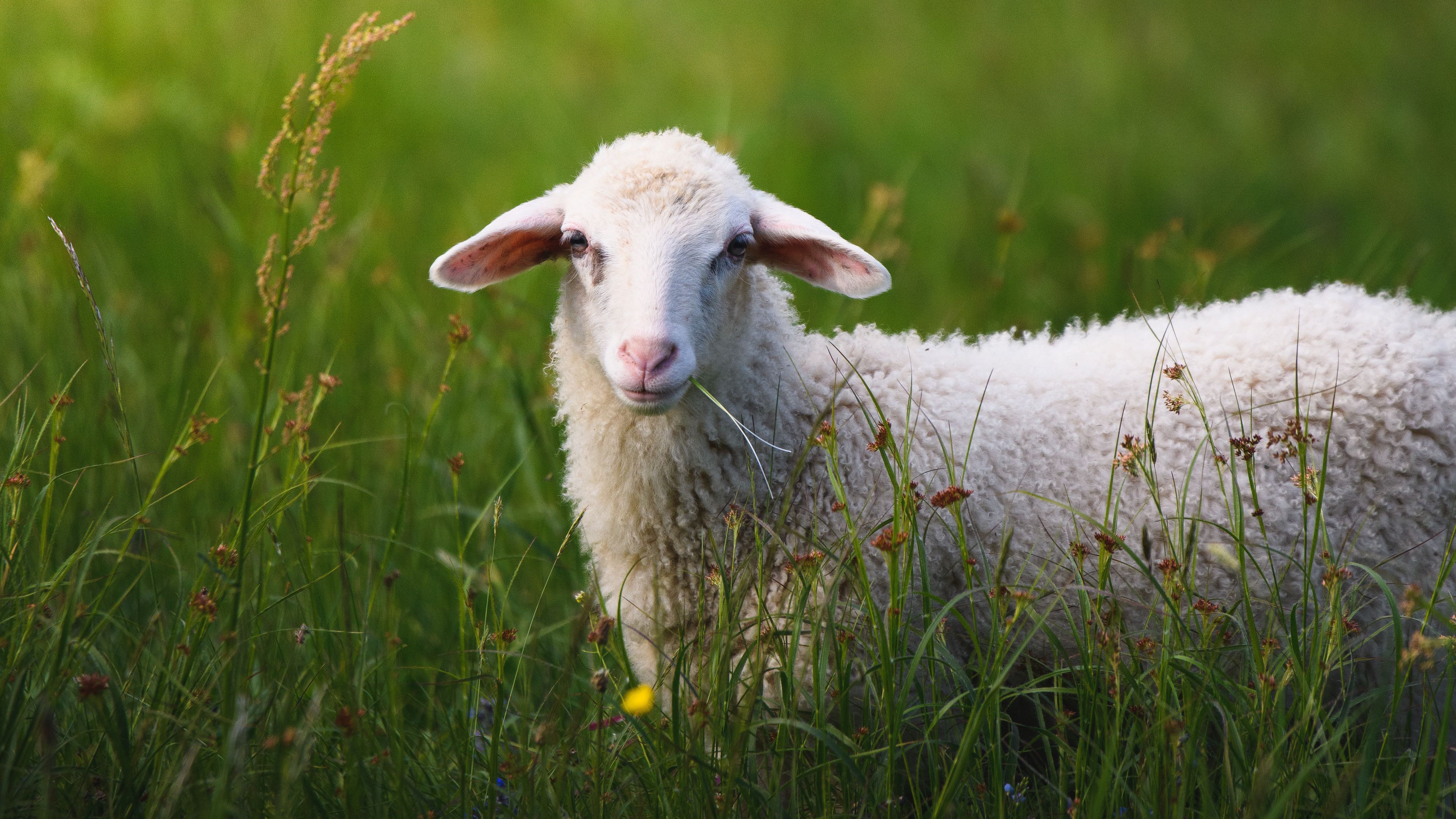 3840x2160 4k Sheep Wallpaper