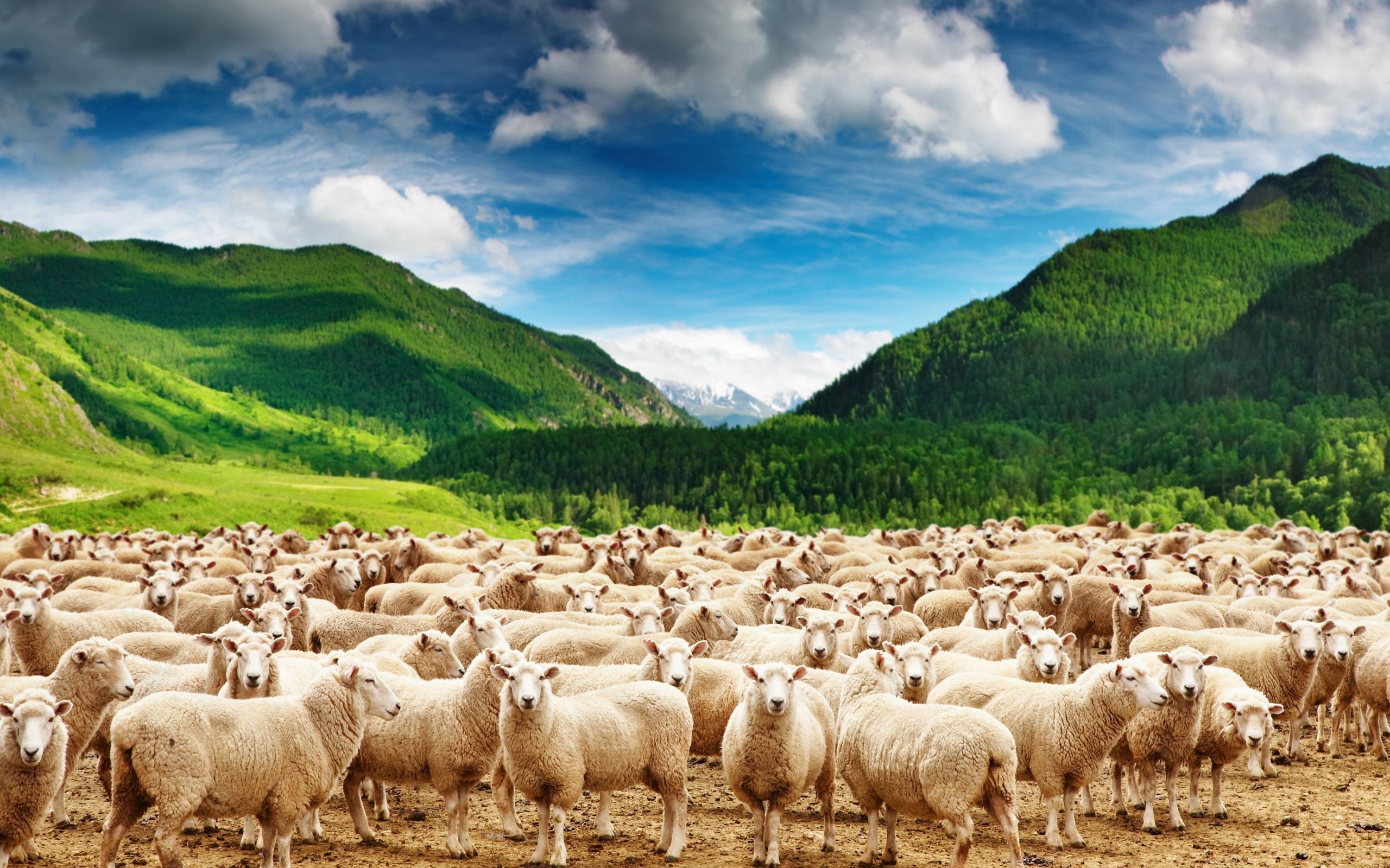 2560x1600 Mountains Herd Of Sheep Animal Photo HD Wallpaper
