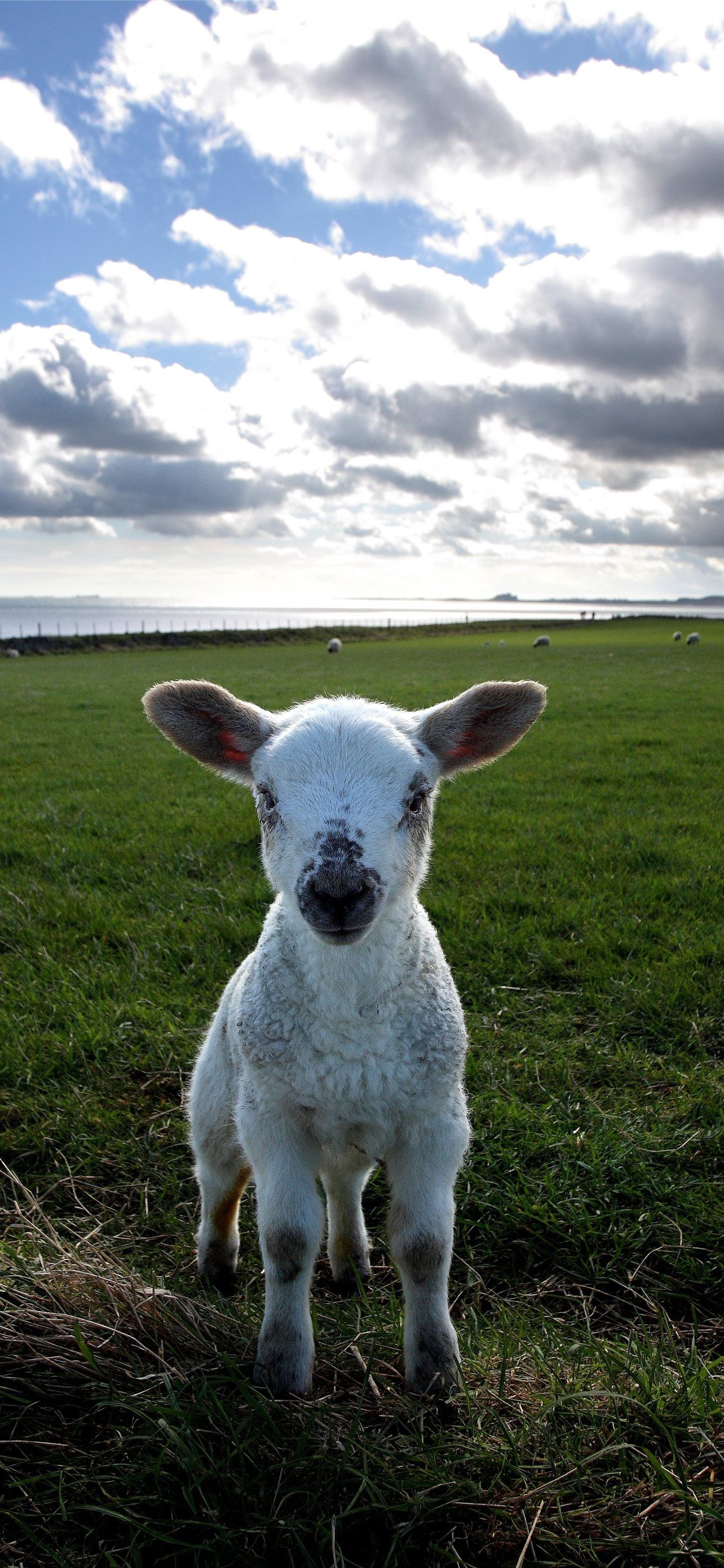 1284x2778 Latest Sheep iPhone HD Wallpaper
