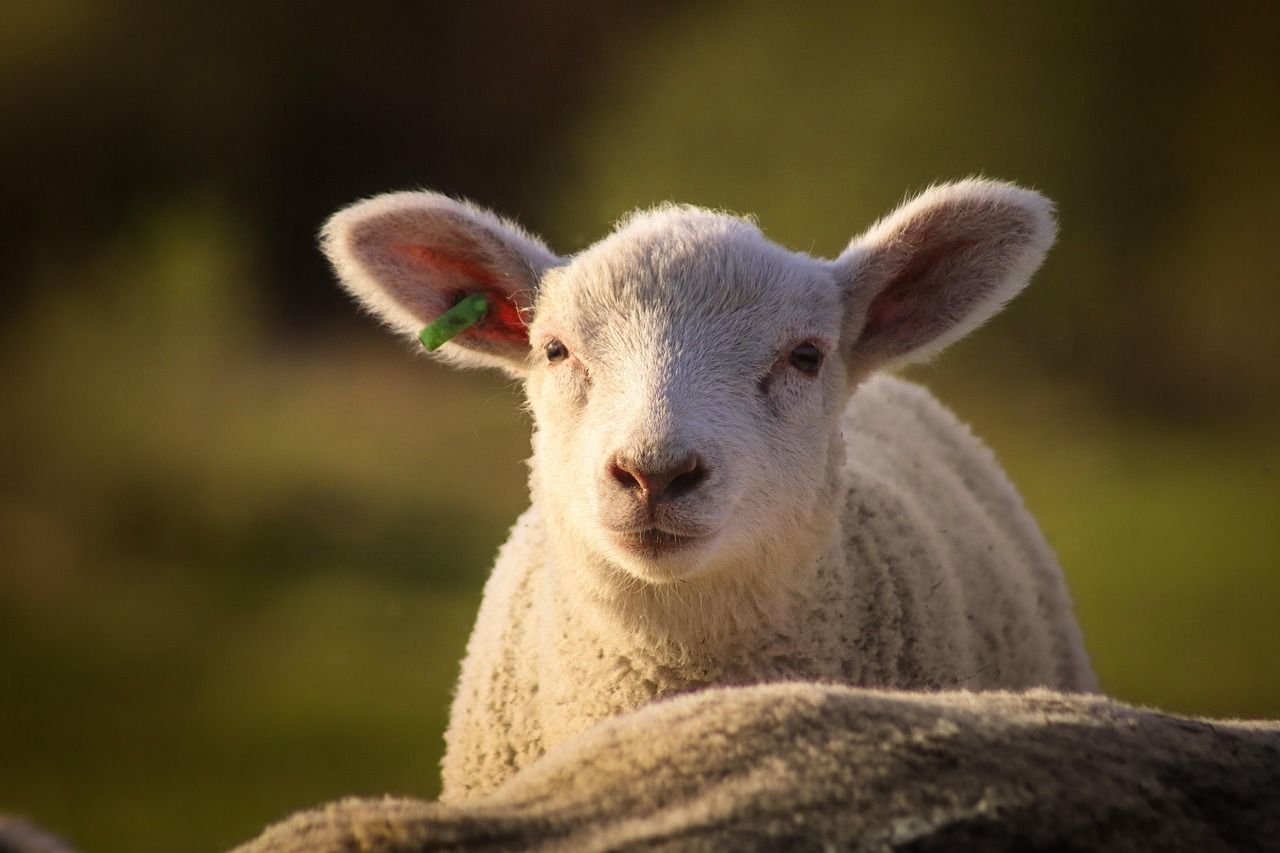 1280x853 Sheep Lamb Northern Germany