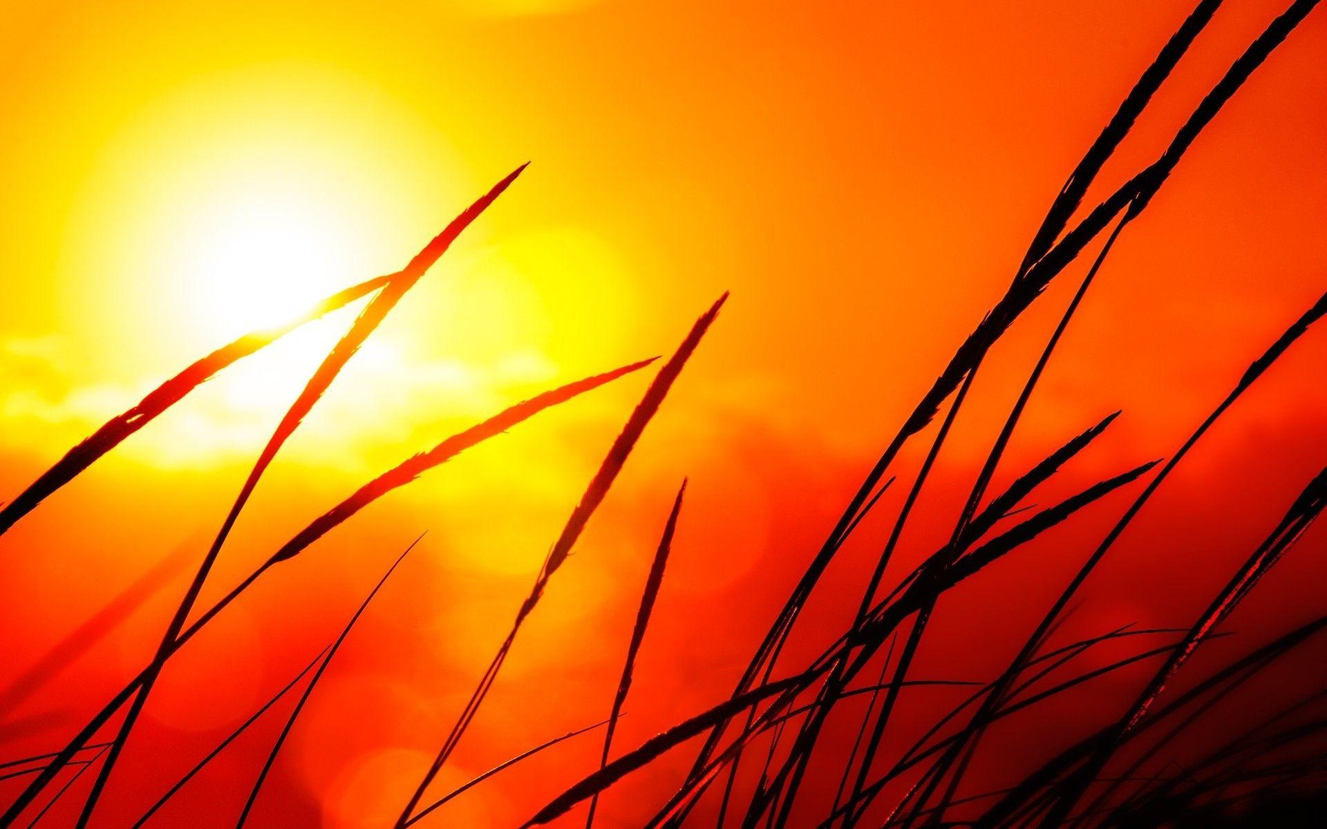 1920x1200 HD Nature Wallpaper, Nature Wallpaper, nature, Sunlight
