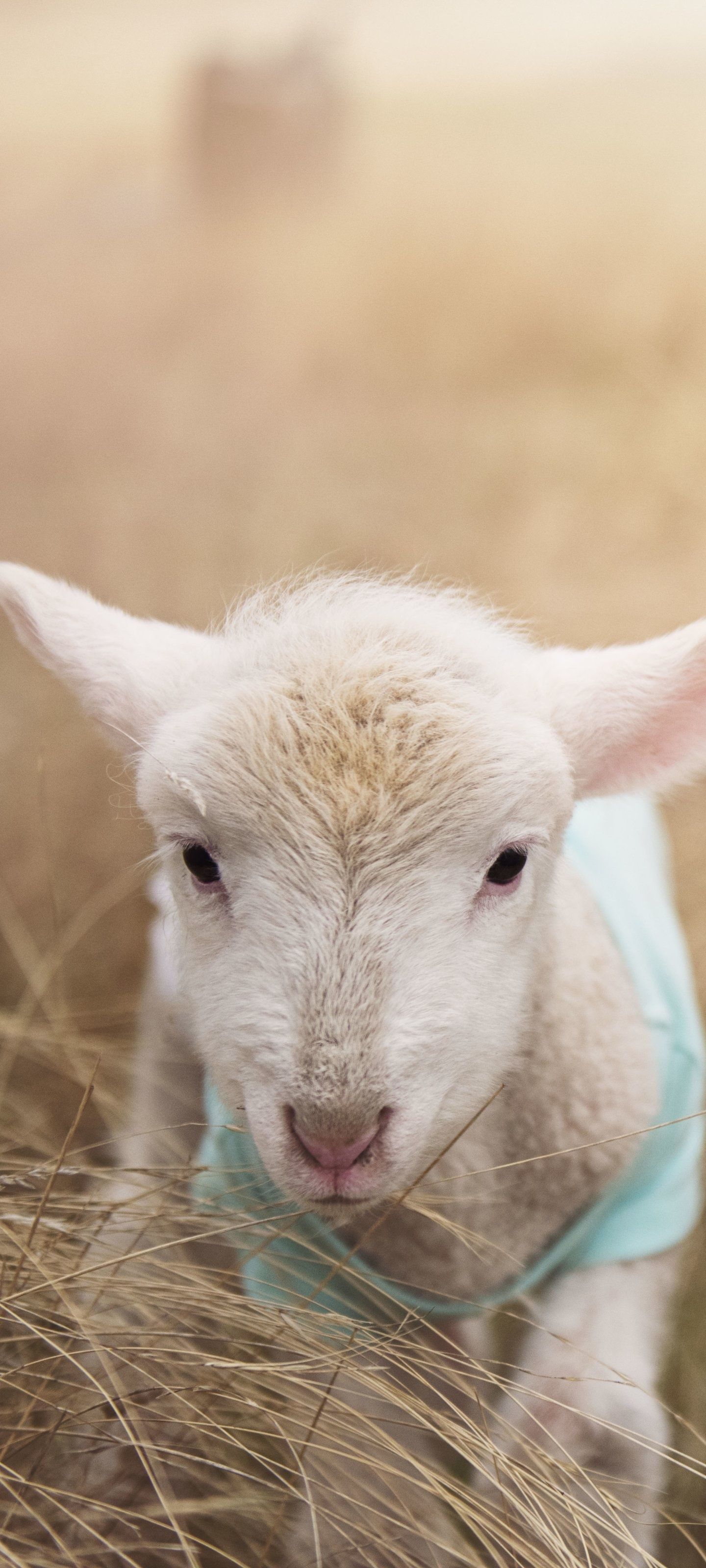 1440x3200 Sheep Wallpaper