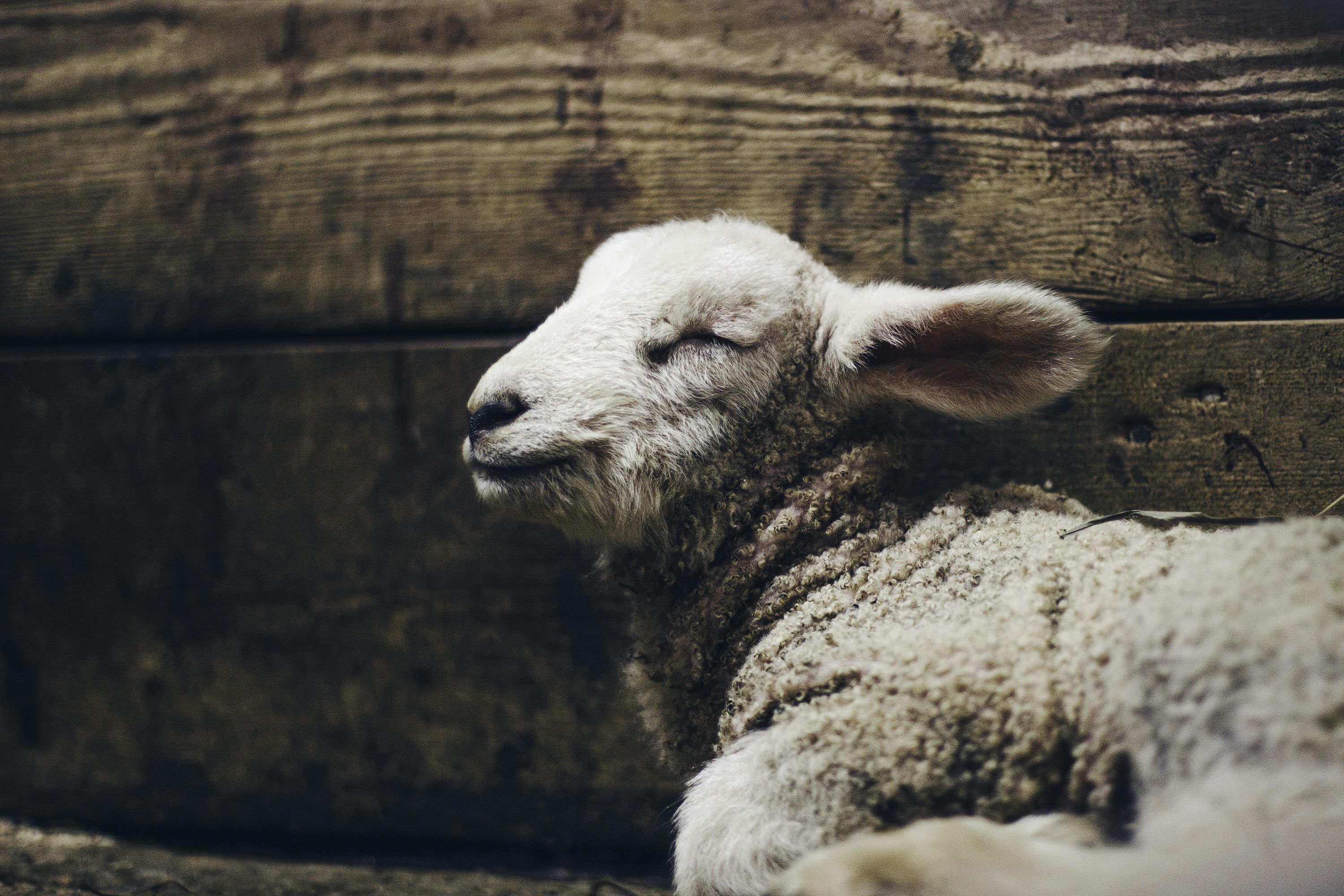 3000x2000 Lamb Picture [4K]. Download Free Image