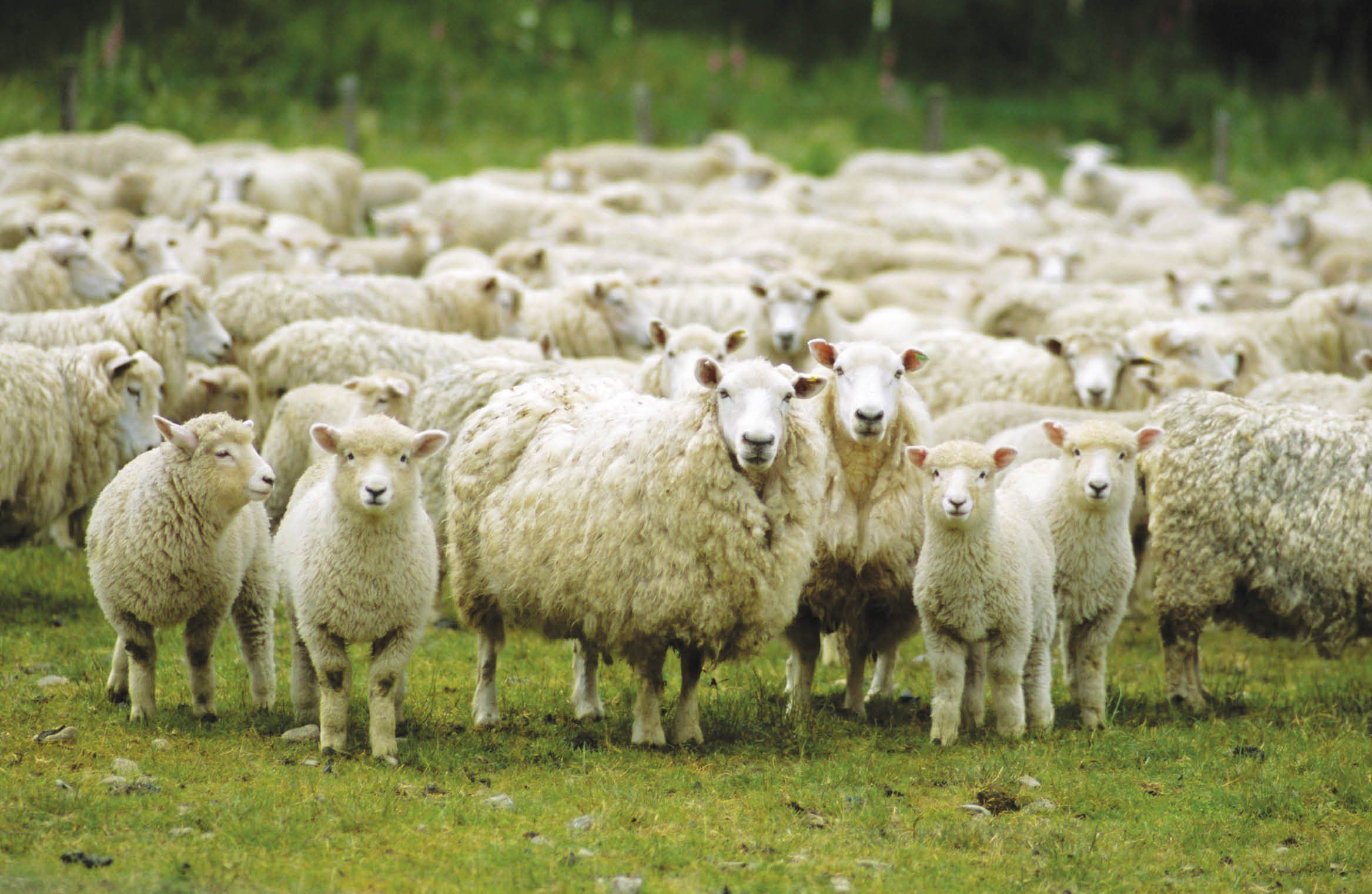 2334x1522 sheep Wallpaper HD / Desktop and Mobile Background