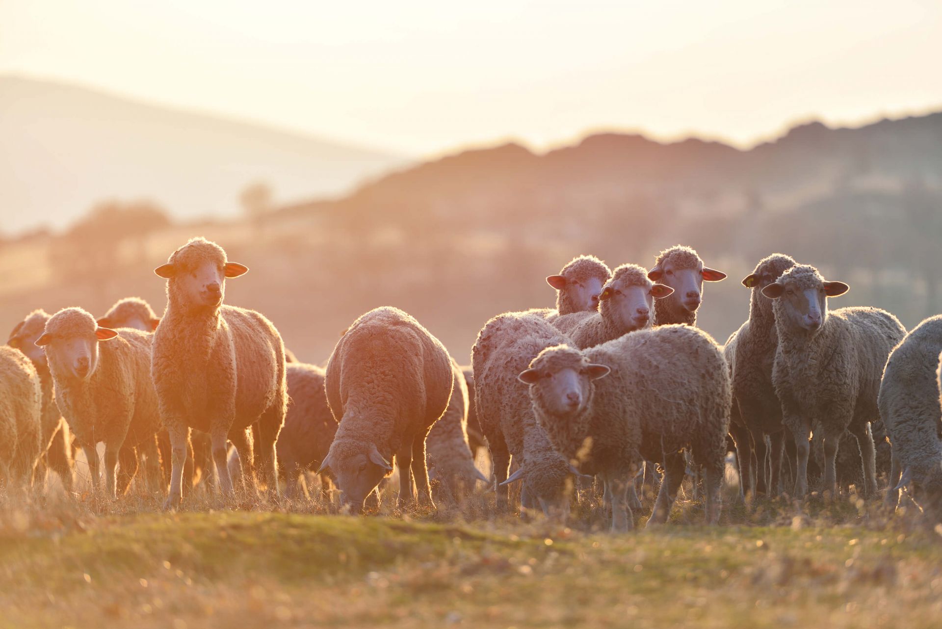1920x1282 Looking up sheep