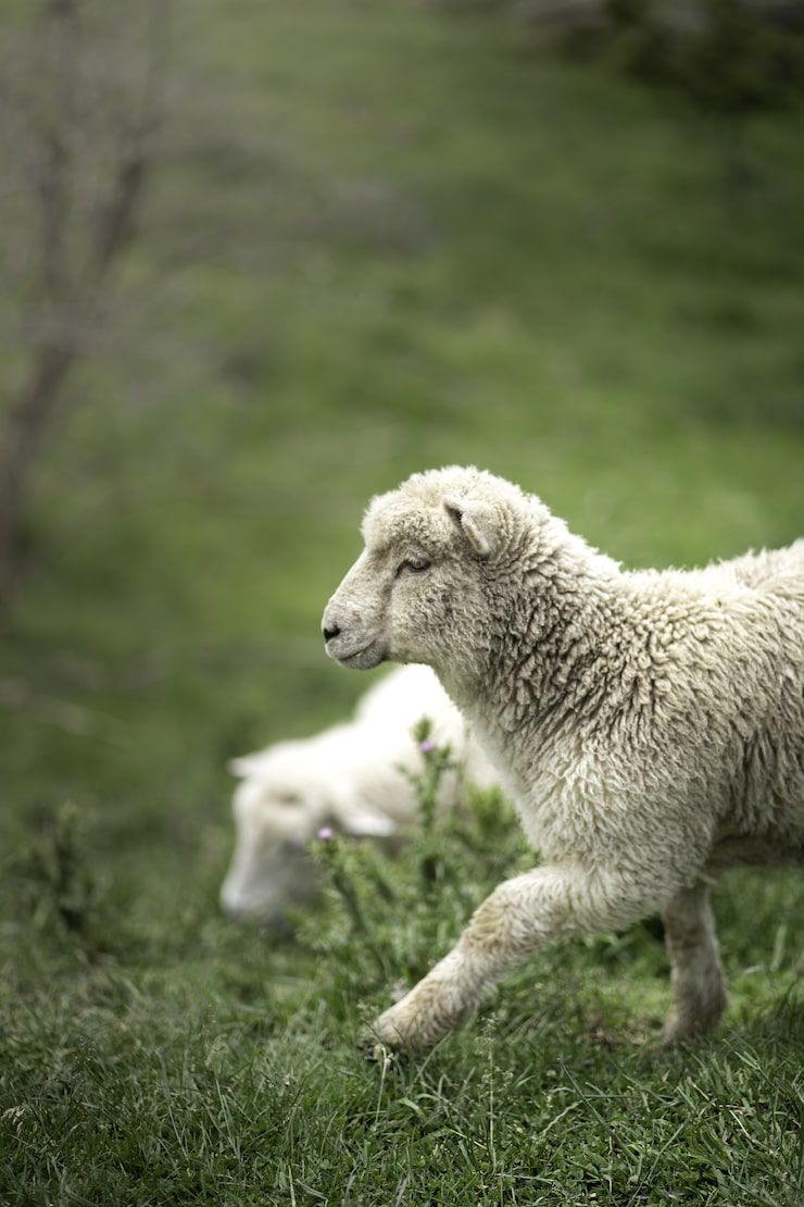 740x1110 Lambs Image