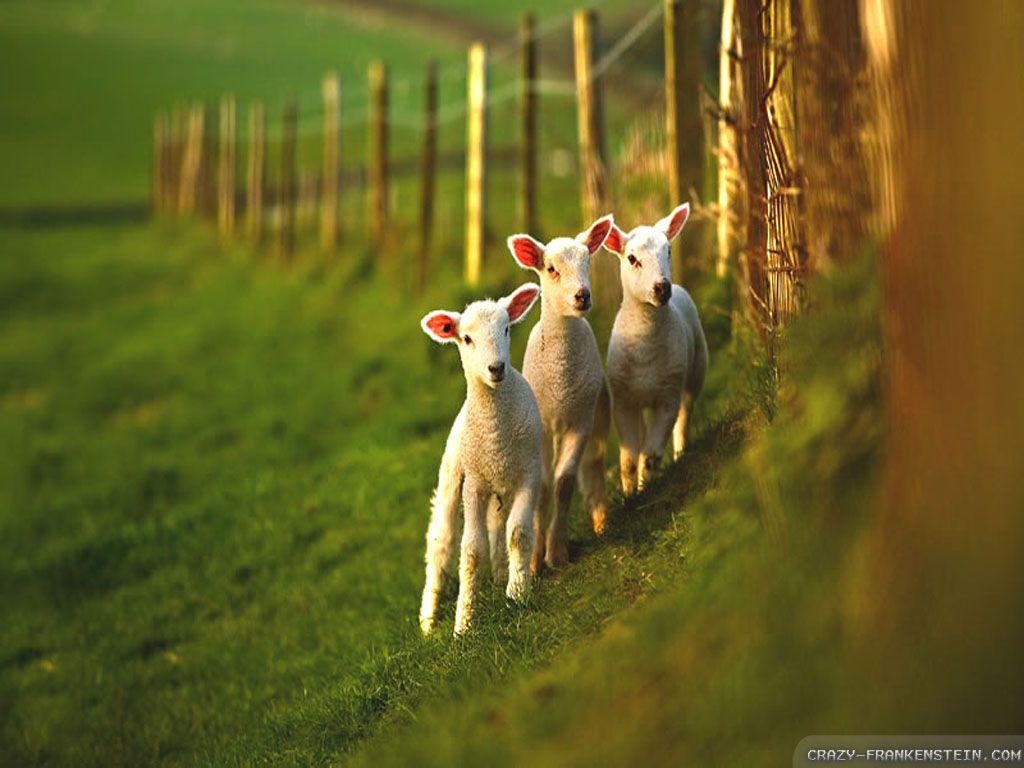 1024x768 Lamb Wallpaper