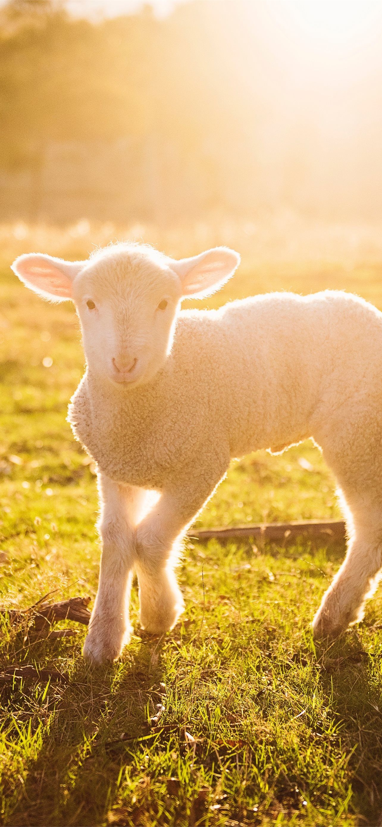 1284x2778 sheep iPhone Wallpaper Free Download