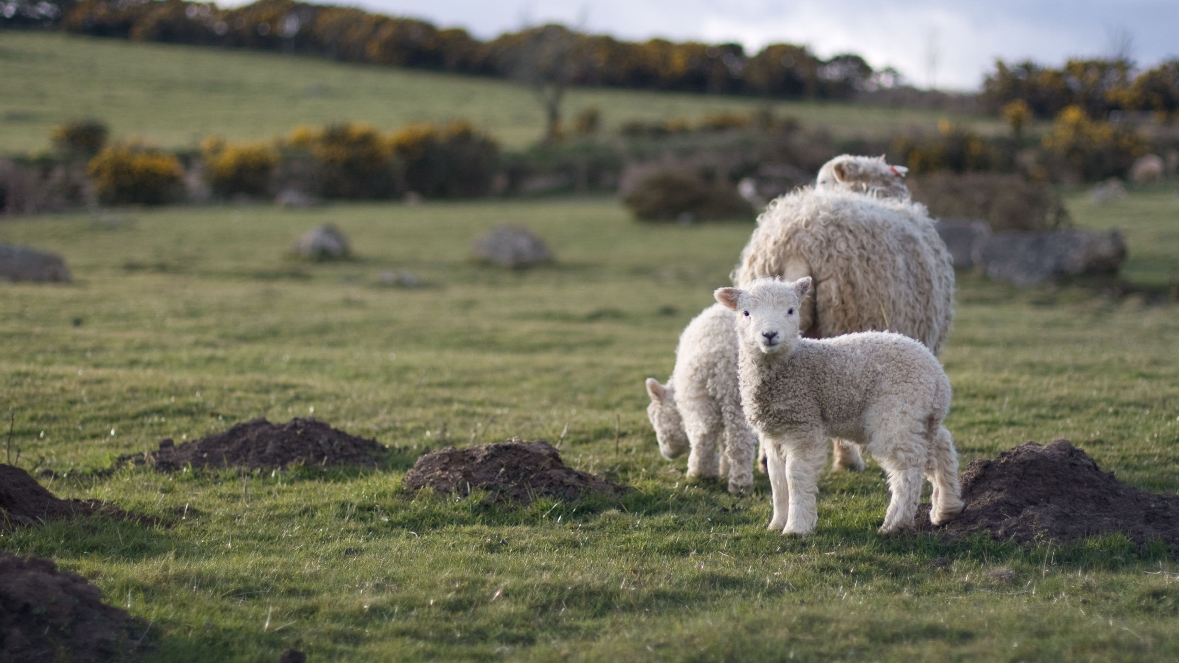 3840x2160 Sheep Wallpaper
