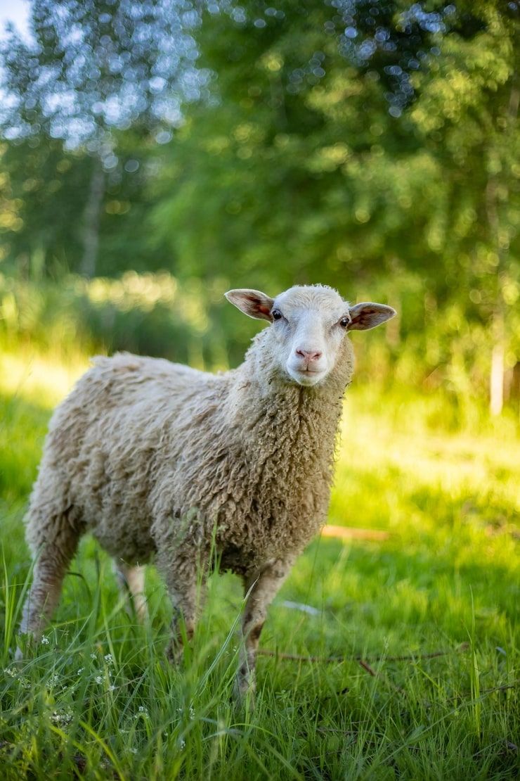 740x1110 Little lamb Image
